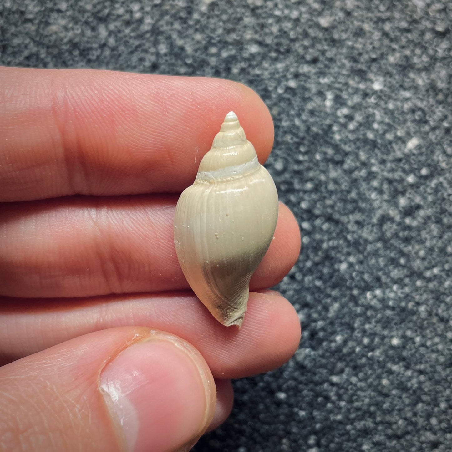 F1412 | Gasteropode | Cryptochorda stromboides