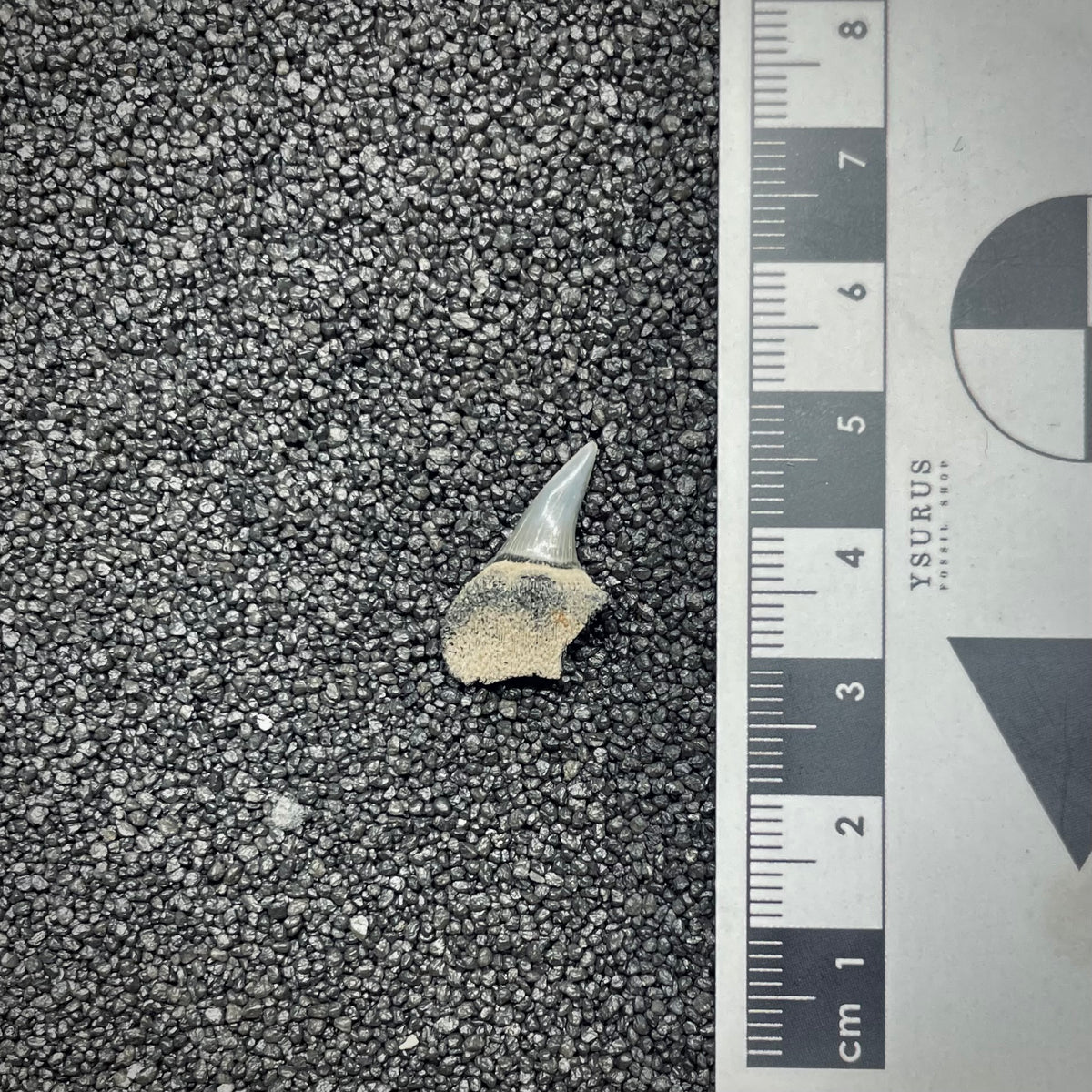 F3033 | Squalo | Notorynchus cepedianus