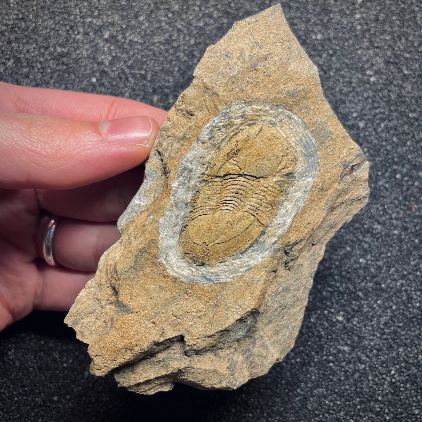 F1598 | Trilobite | Ectillaenus giganteus