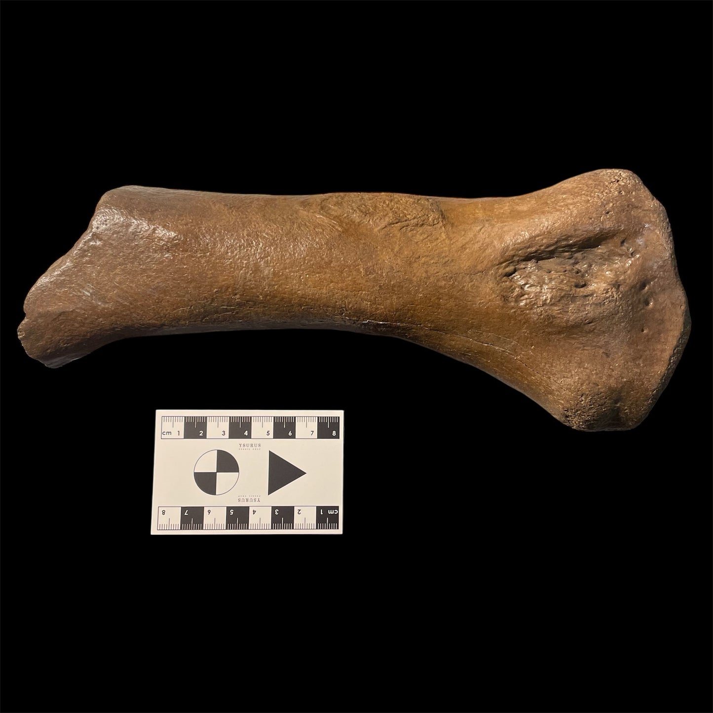 F2444 | Rinoceronte lanoso | Coelodonta sp.