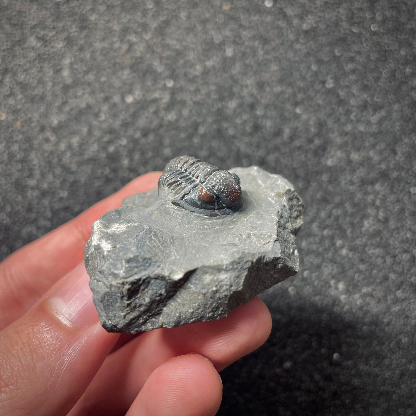 F1895 | Trilobite | Gerastos tuberculatus