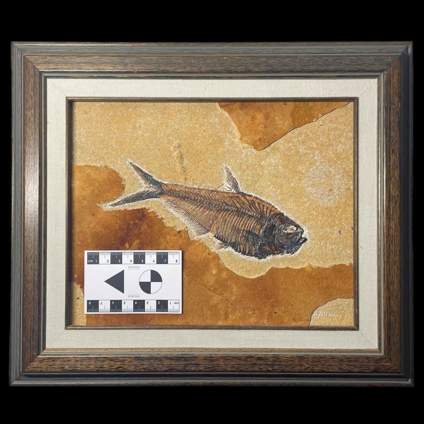 F1564 | Pesce | Diplomystus dentatus