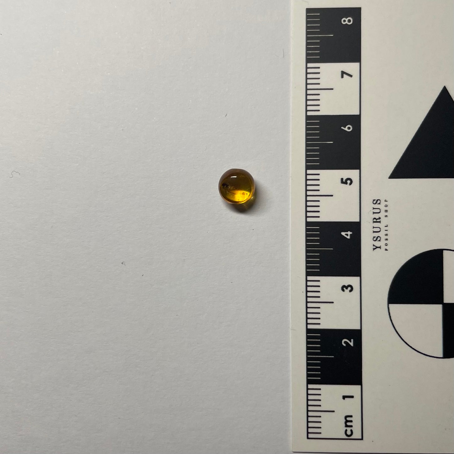 F2427 | Ambra con inclusione | Fulgoromorpha indet.