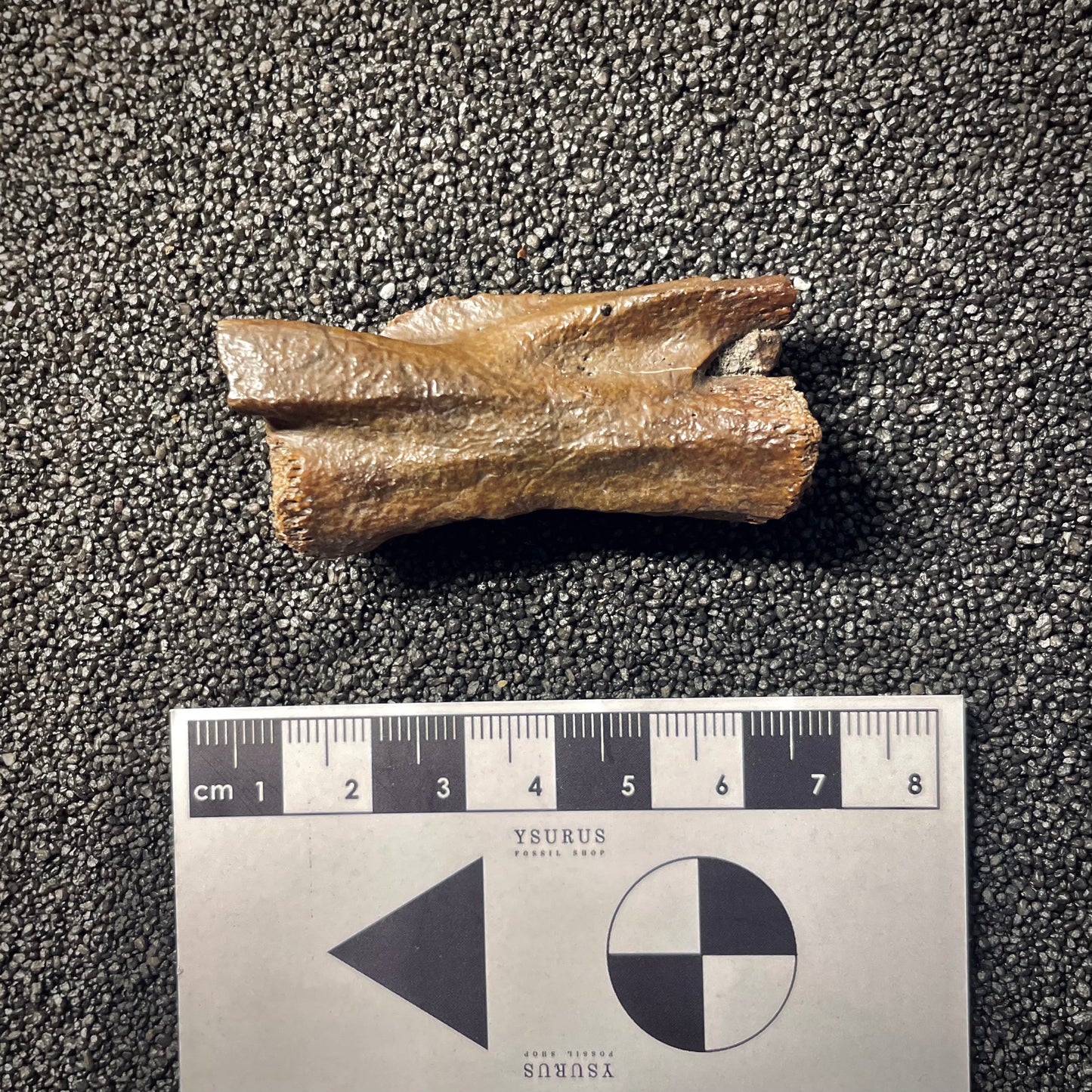 F2049 | Dinosauro | Ornithomimidae indet.