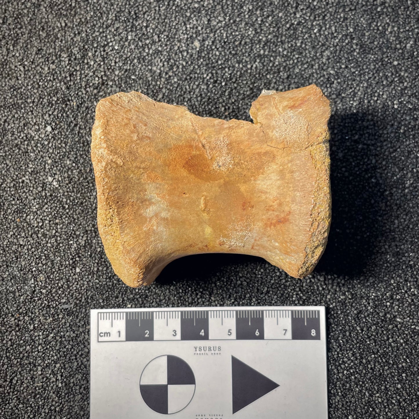 F2037 | Dinosauro | Theropoda indet.