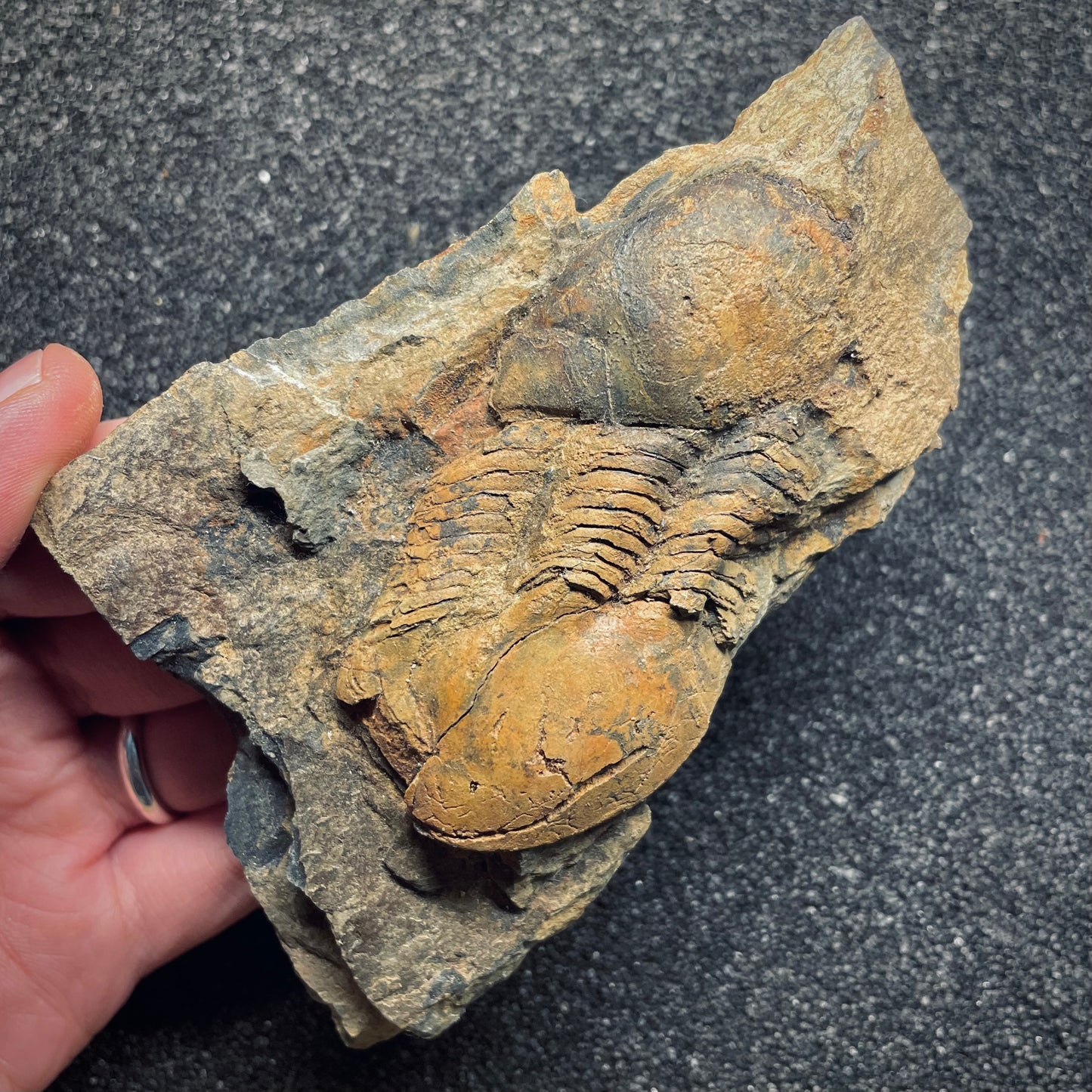 F1599 | Trilobite | Ectillaenus giganteus