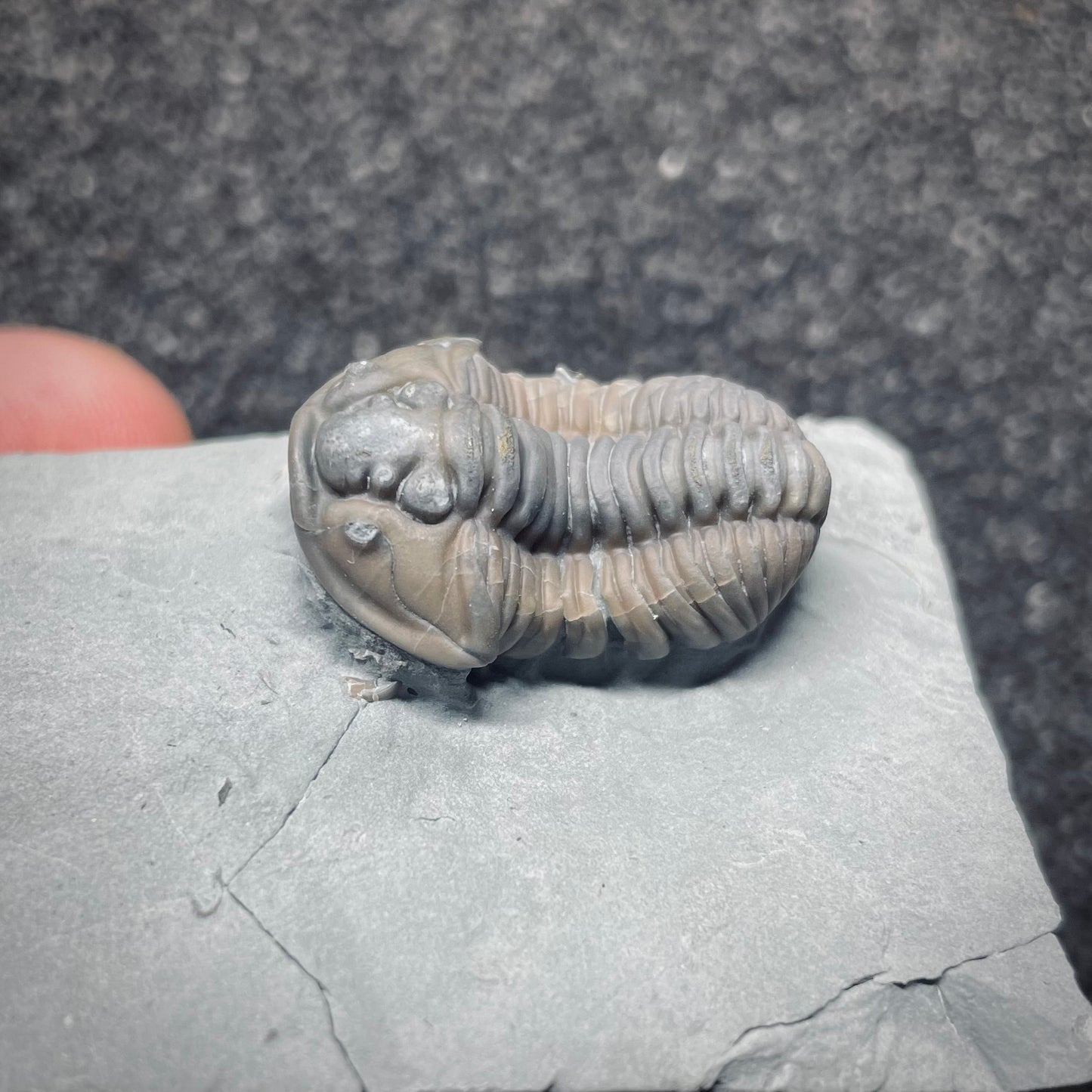 F1287 | Trilobite | Flexicalymene retrorsa