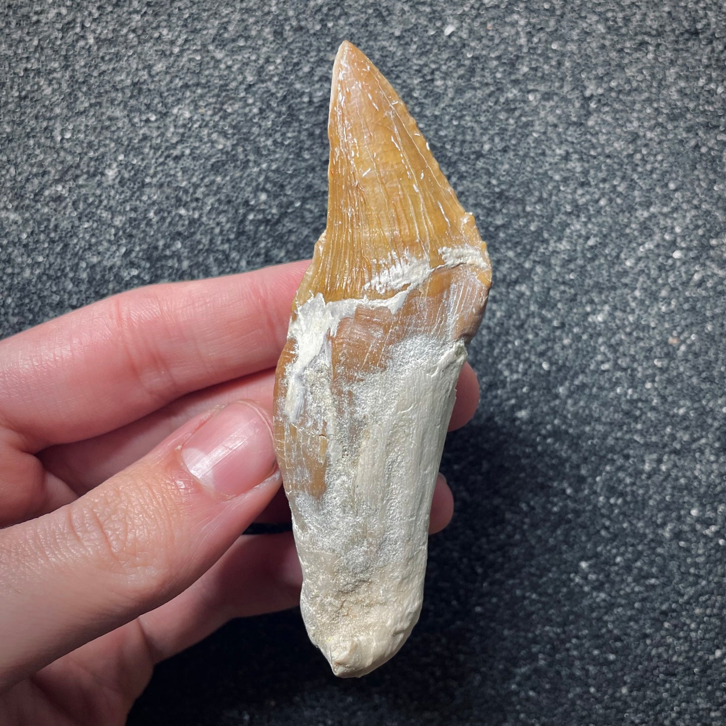 F1722 | Cetaceo | Basilosauridae indet.
