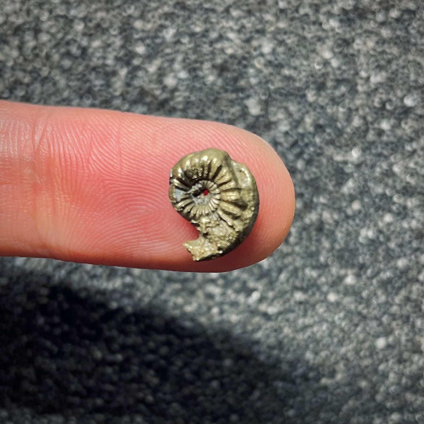 F1763 | Ammonite | Amaltheidae indet.