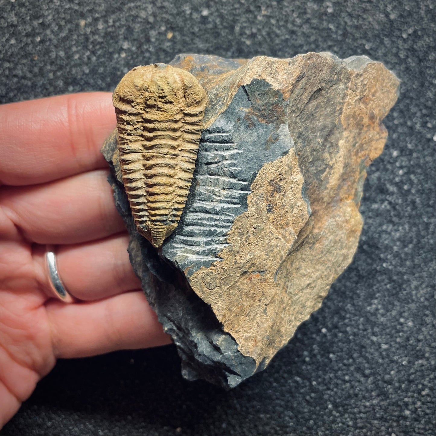 F1602 | Trilobite | Colpocoryphe rouaulti
