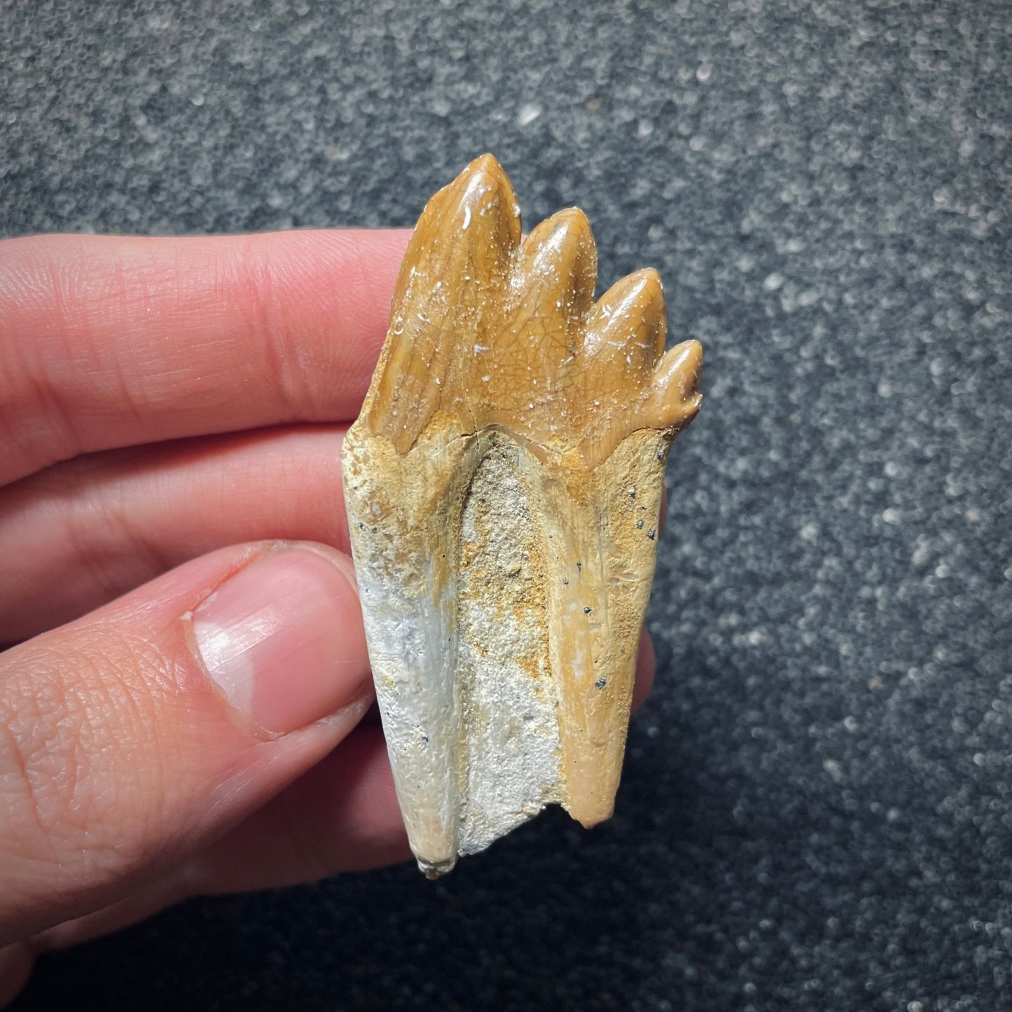 F1717 | Cetaceo | Basilosauridae indet.