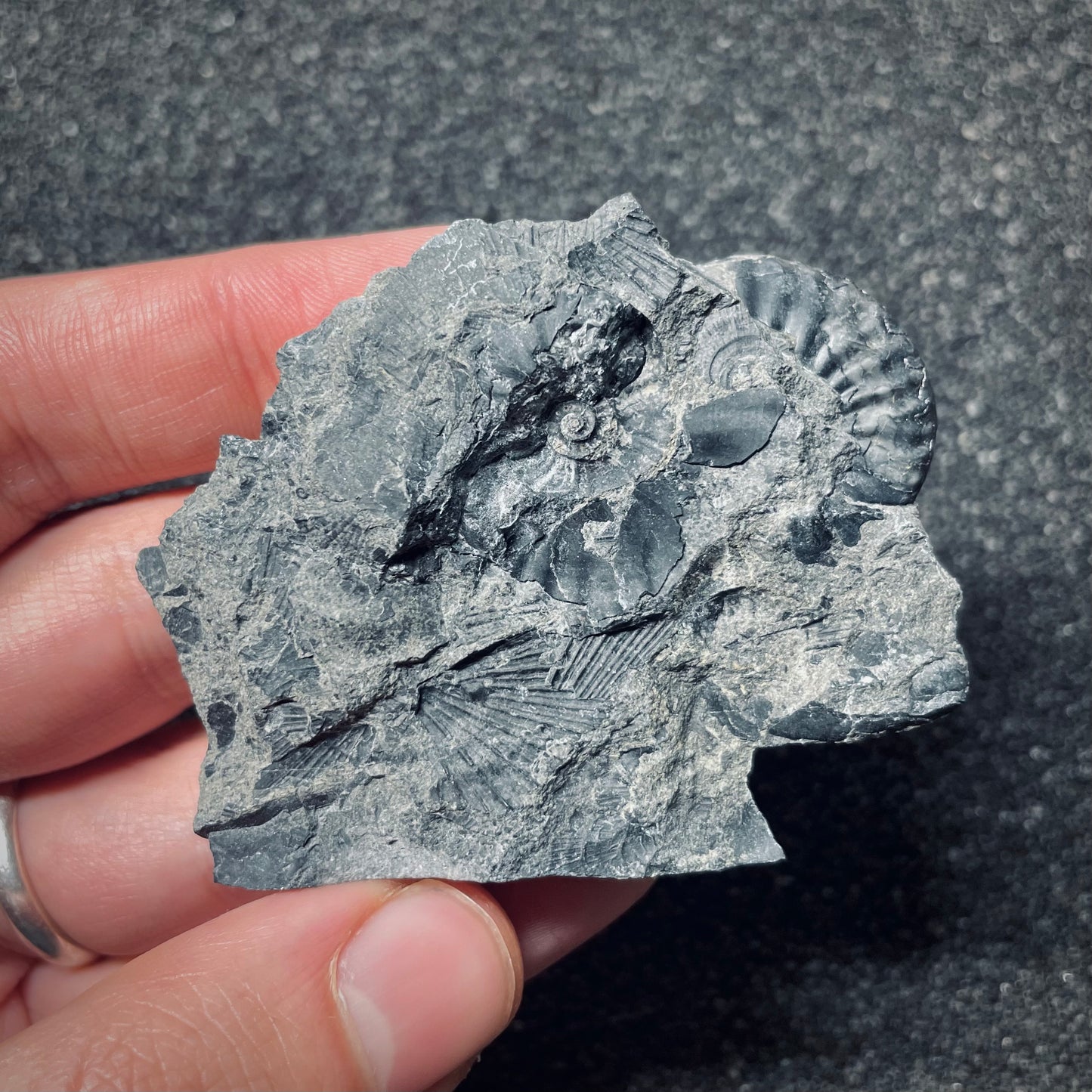 F1518 | Ceratitide | Beyrichitidae indet.