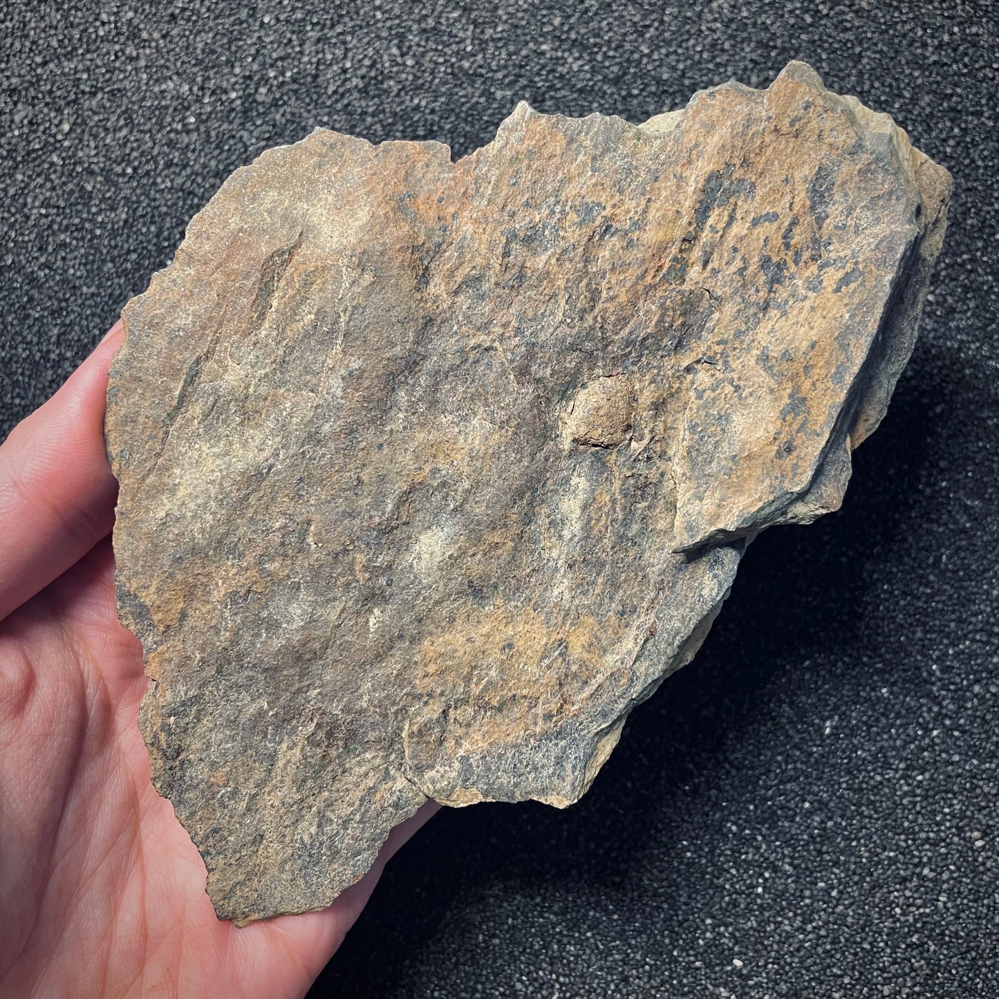 F1569 | Trilobite | Isabelinia glabrata