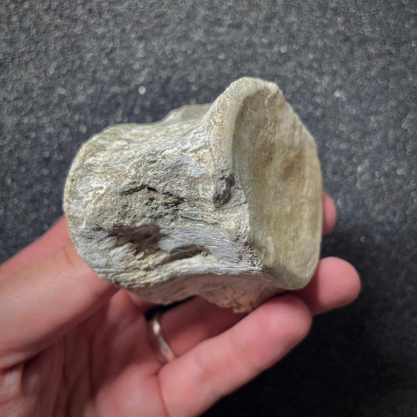 F1923 | Mosasauro | Mosasauridae indet.