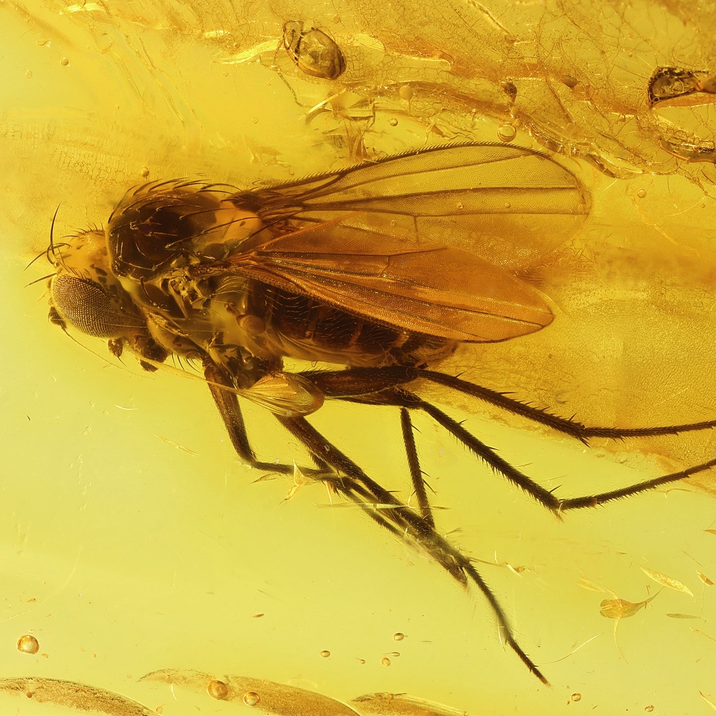 F1736 | Ambra con inclusione | Dolichopodidae indet.