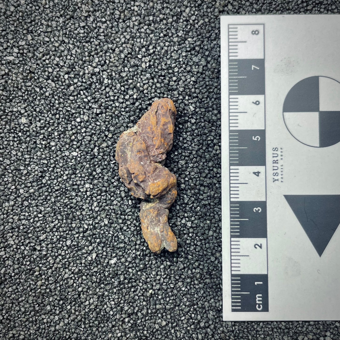 F2768 | Coprolite - Cololite | Testuggine