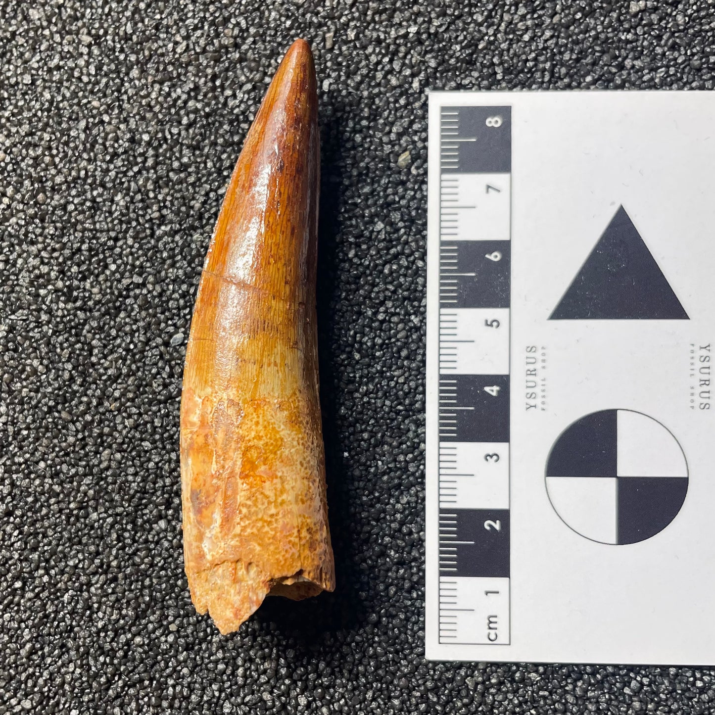 F2096 | Dinosauro | Spinosaurus aegyptiacus