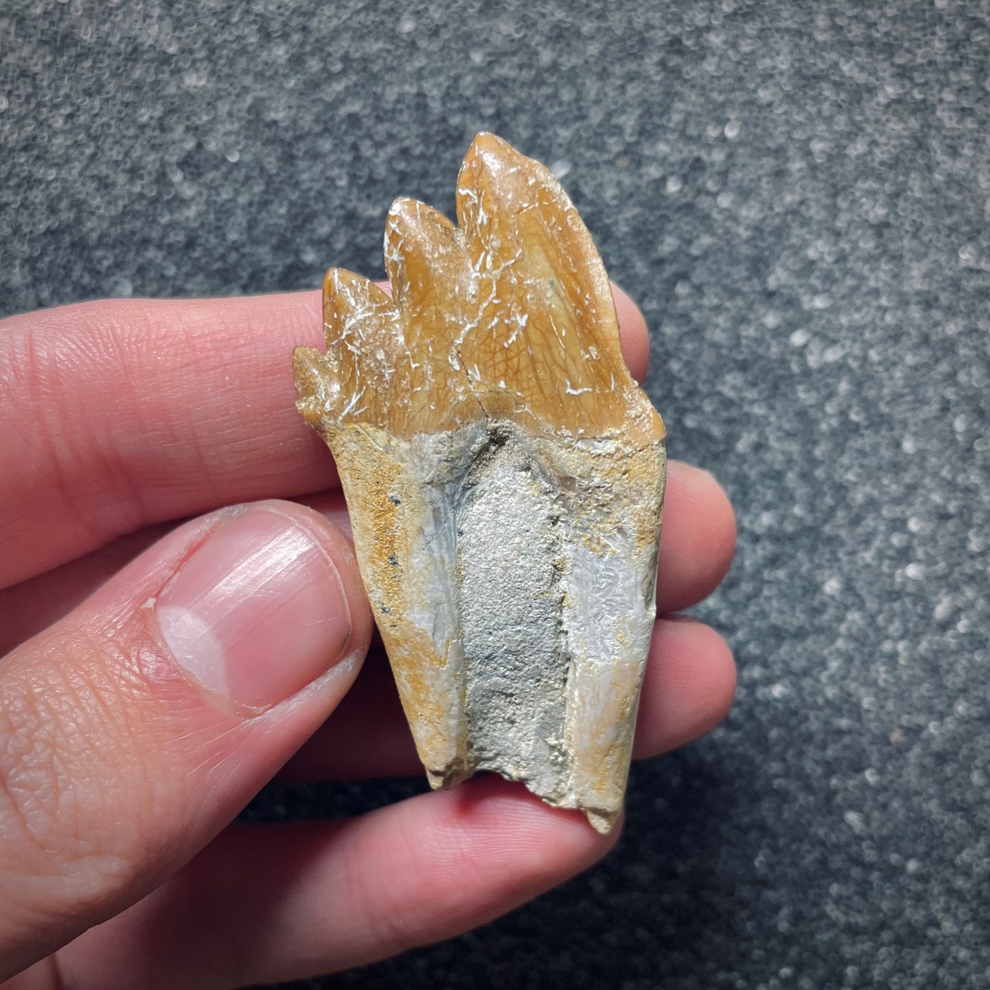 F1717 | Cetaceo | Basilosauridae indet.