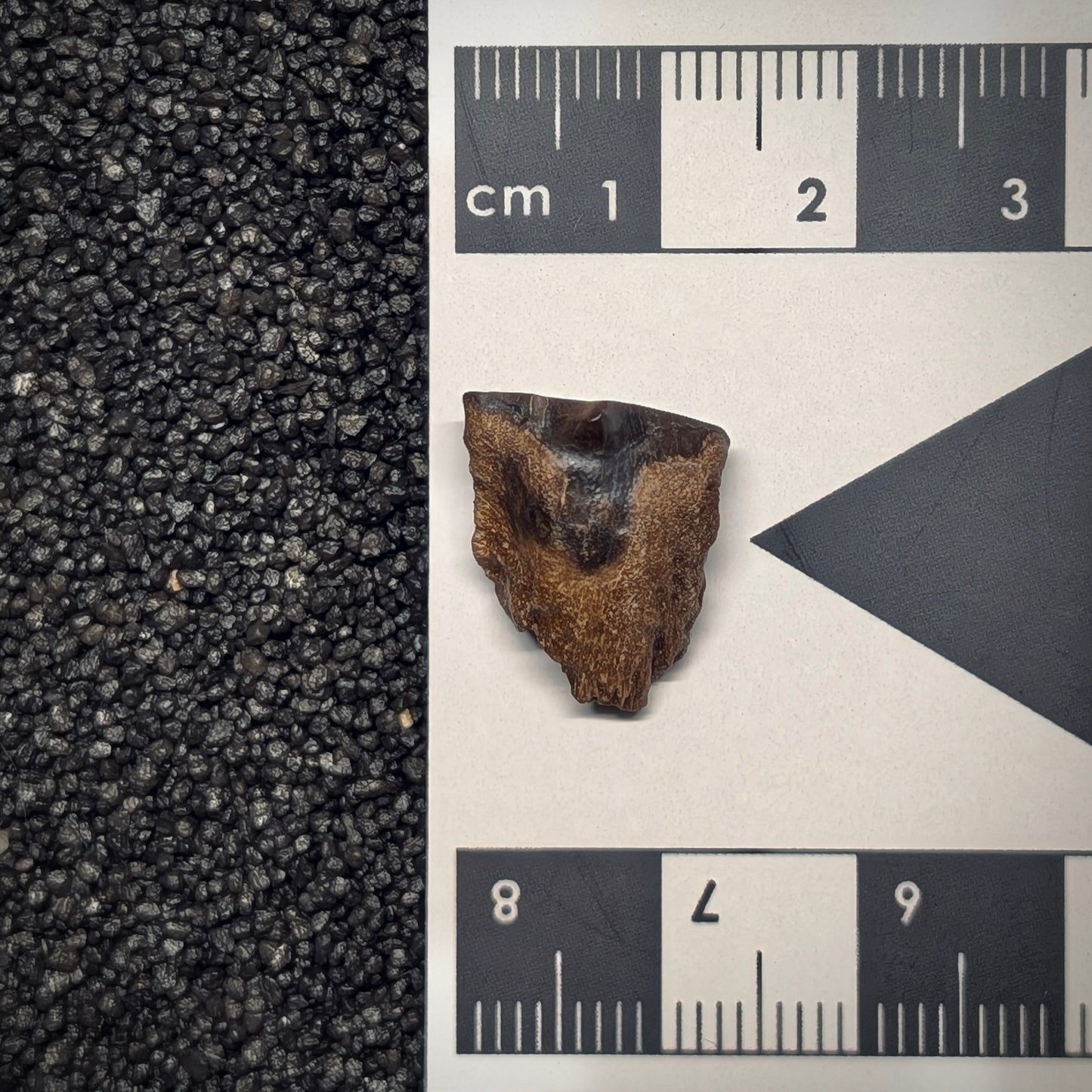 F2798 | Dinosauro | Triceratops sp.