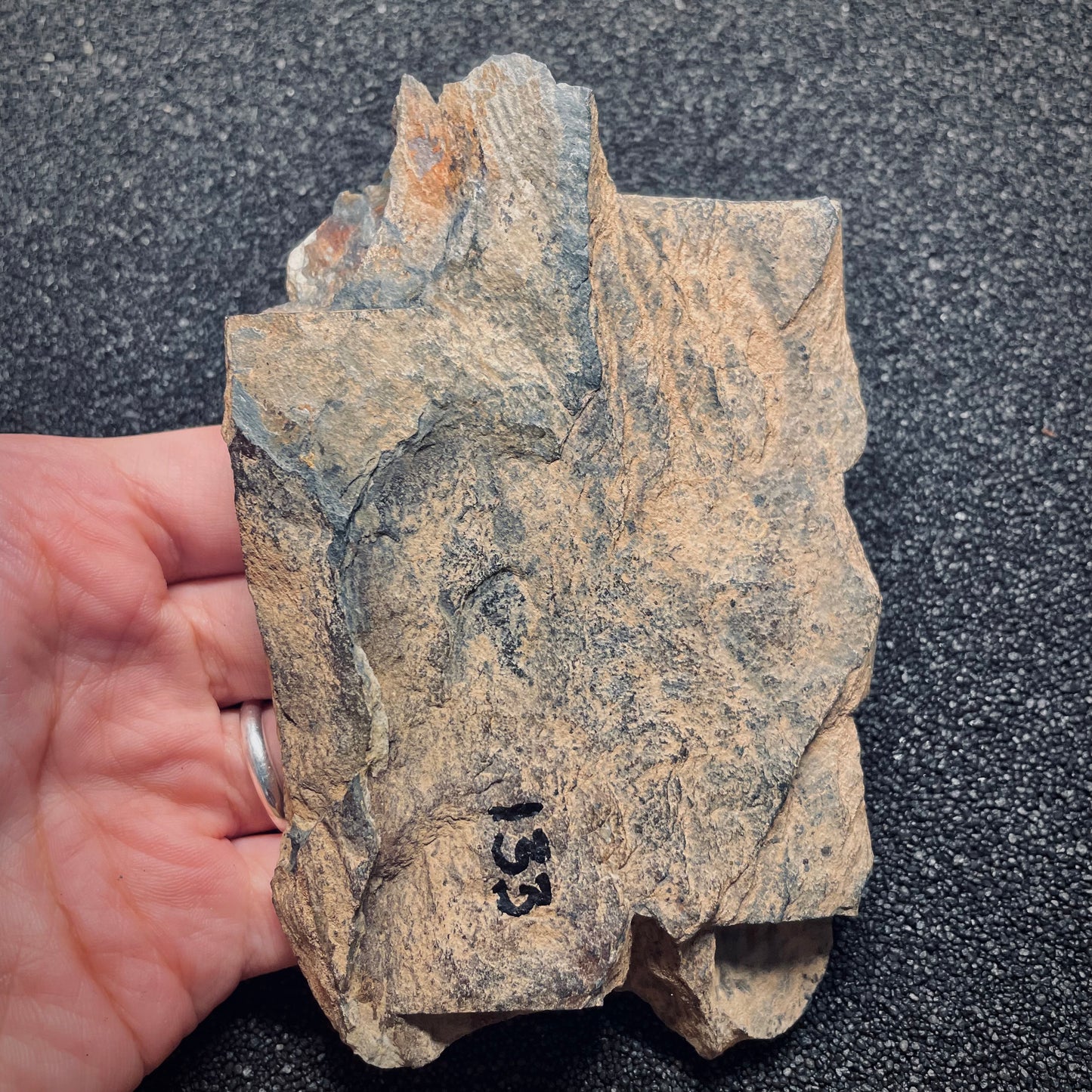F1573 | Trilobite | Isabelinia glabrata