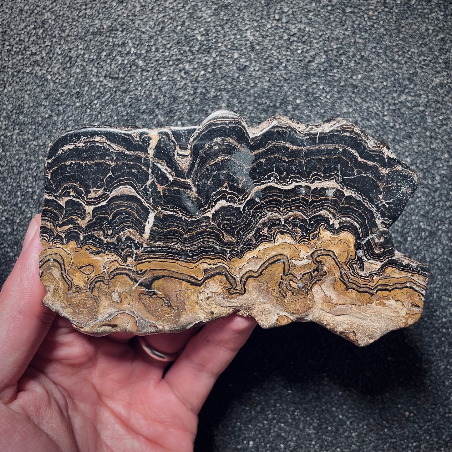 F1714 | Stromatolite | Stromatolite indet.