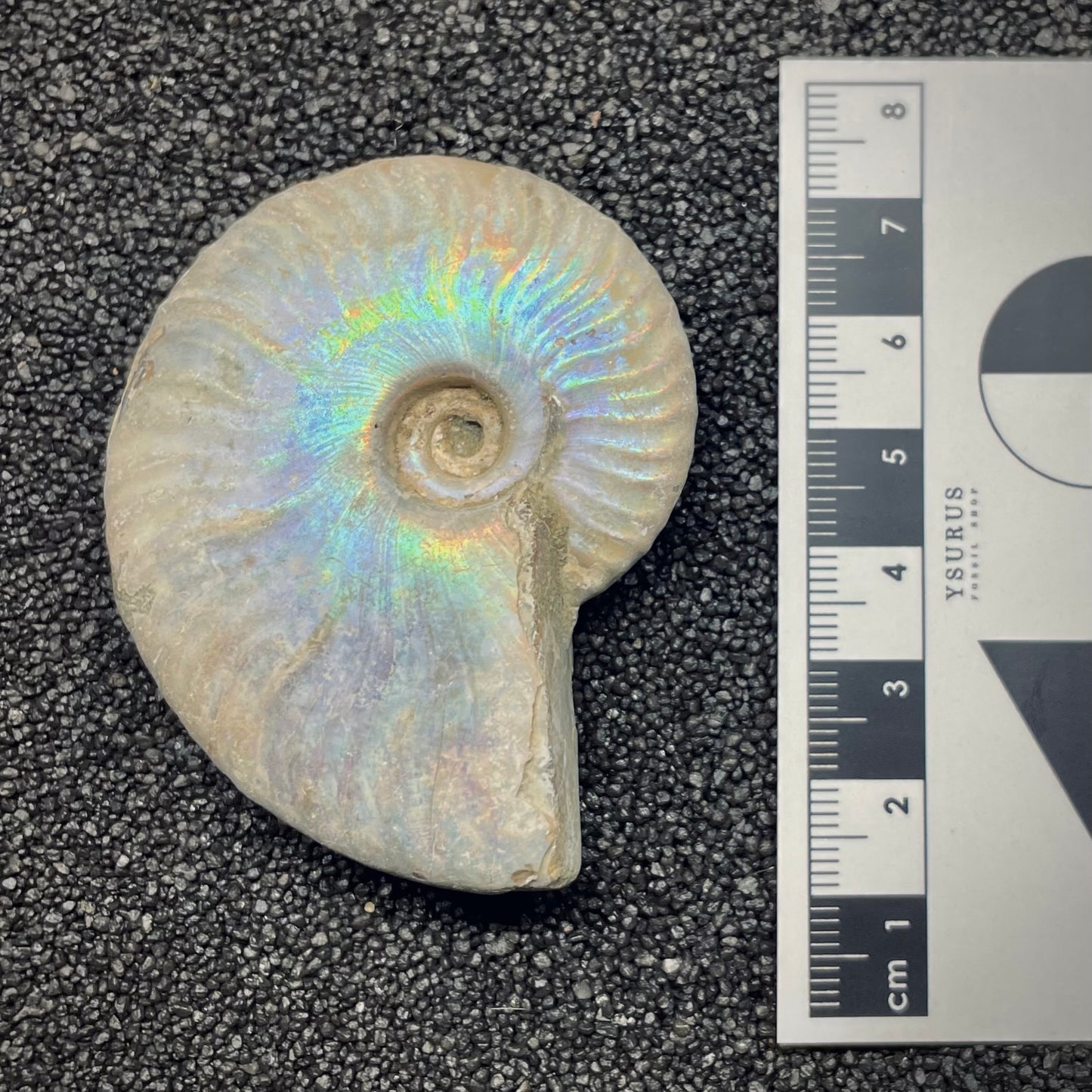 F2654 | Ammonite | Cleoniceras sp.