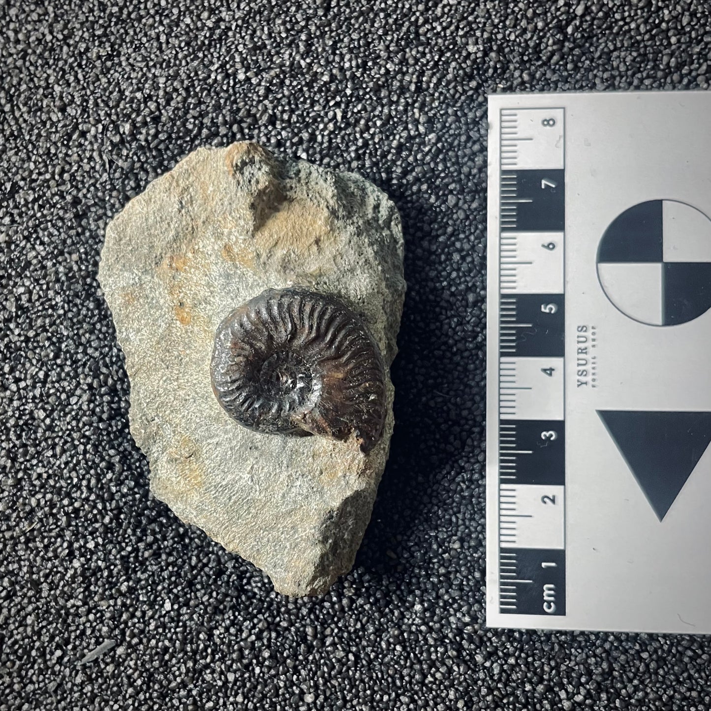 F2572 | Ammonite | Graphoceratidae indet.