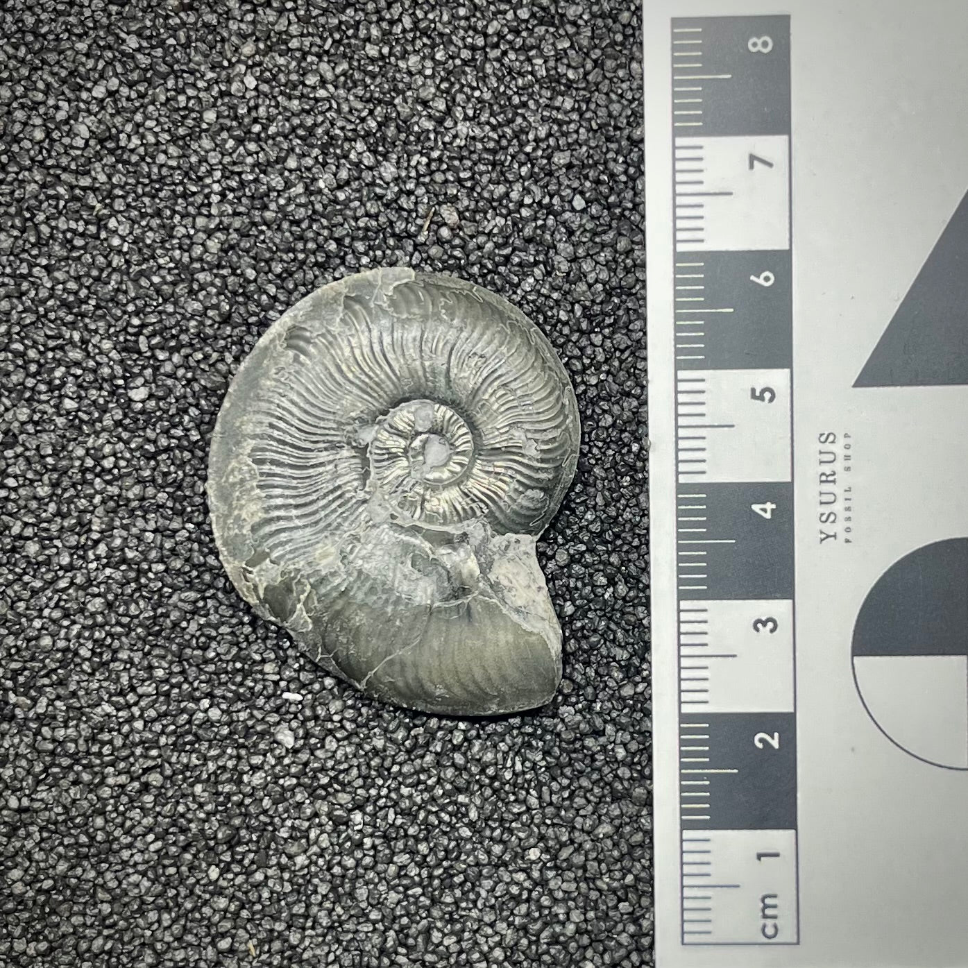 F2888 | Ammonite | Graphoceratidae indet.