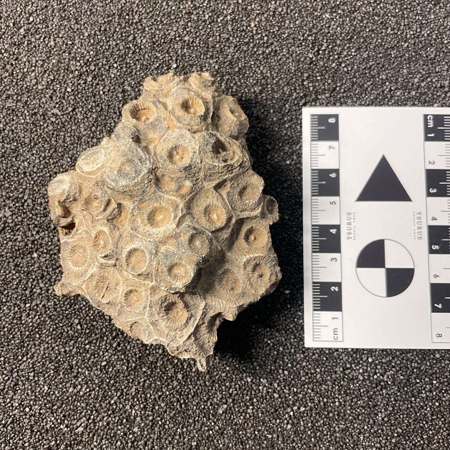 F2471 | Corallo | Hexagonaria sp.