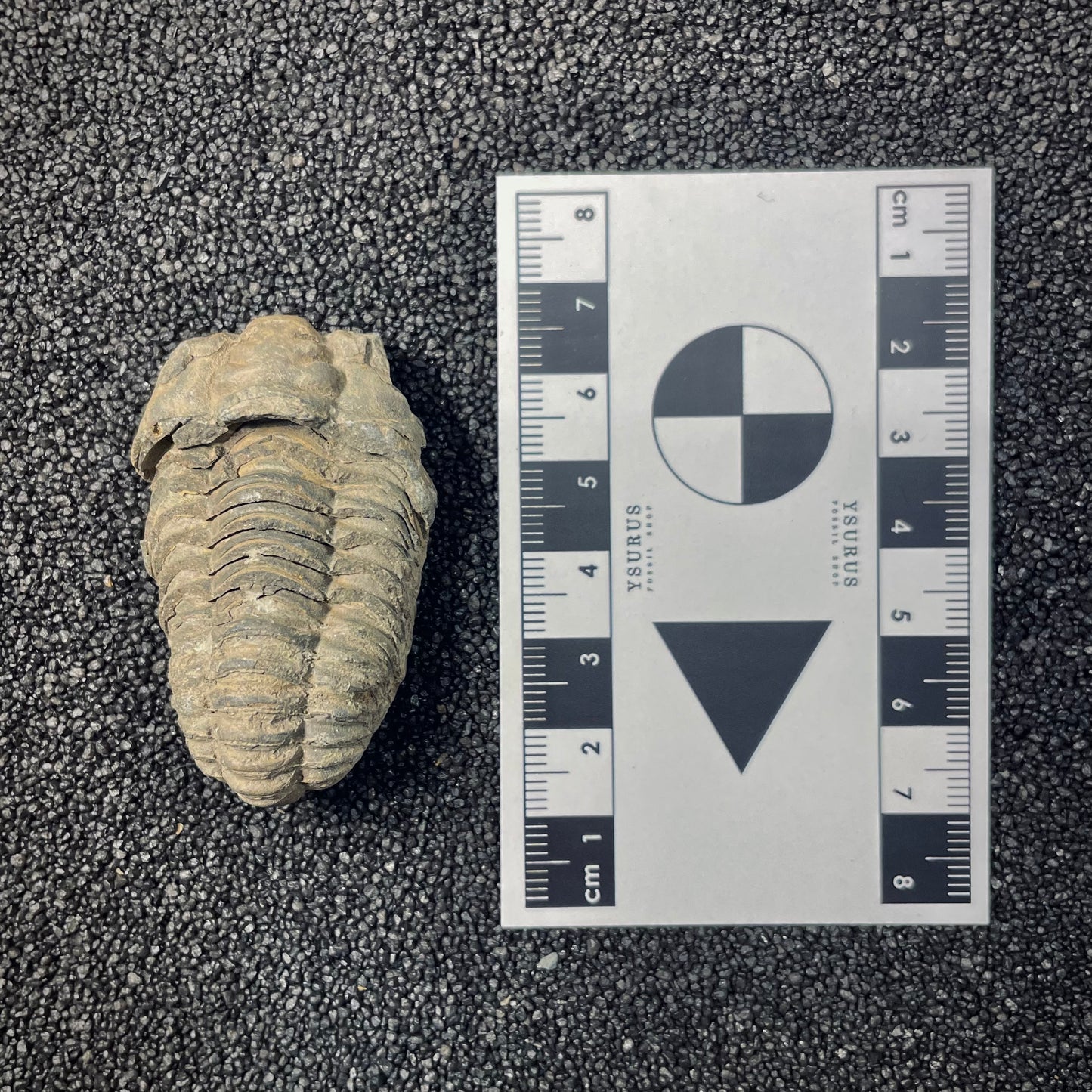 F2622 | Trilobite | Flexicalymene sp.