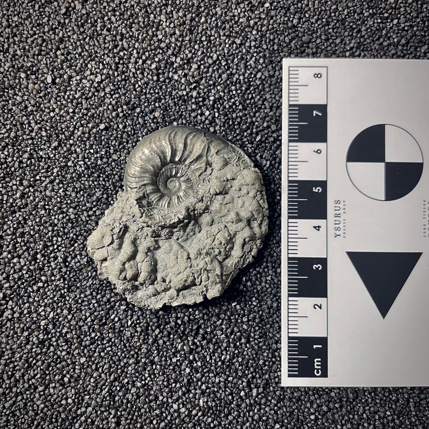 F2537 | Ammonite | Pleydellia sp.