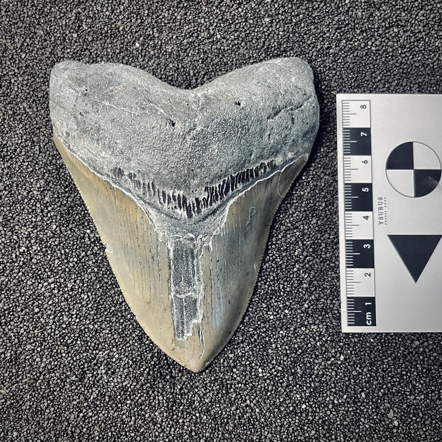 F2581 | Squalo | Otodus megalodon