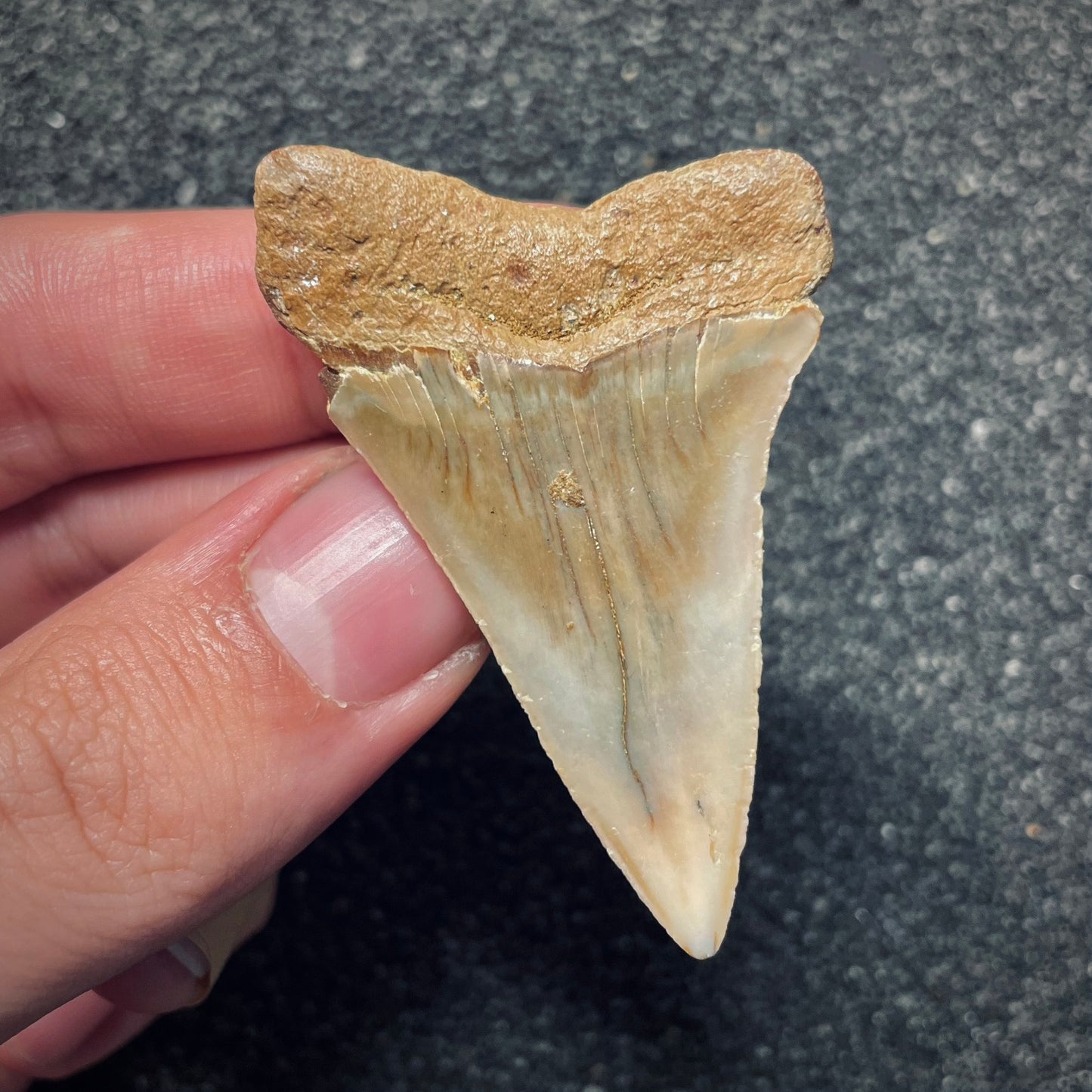 F1947 | Squalo | Carcharodon hastalis