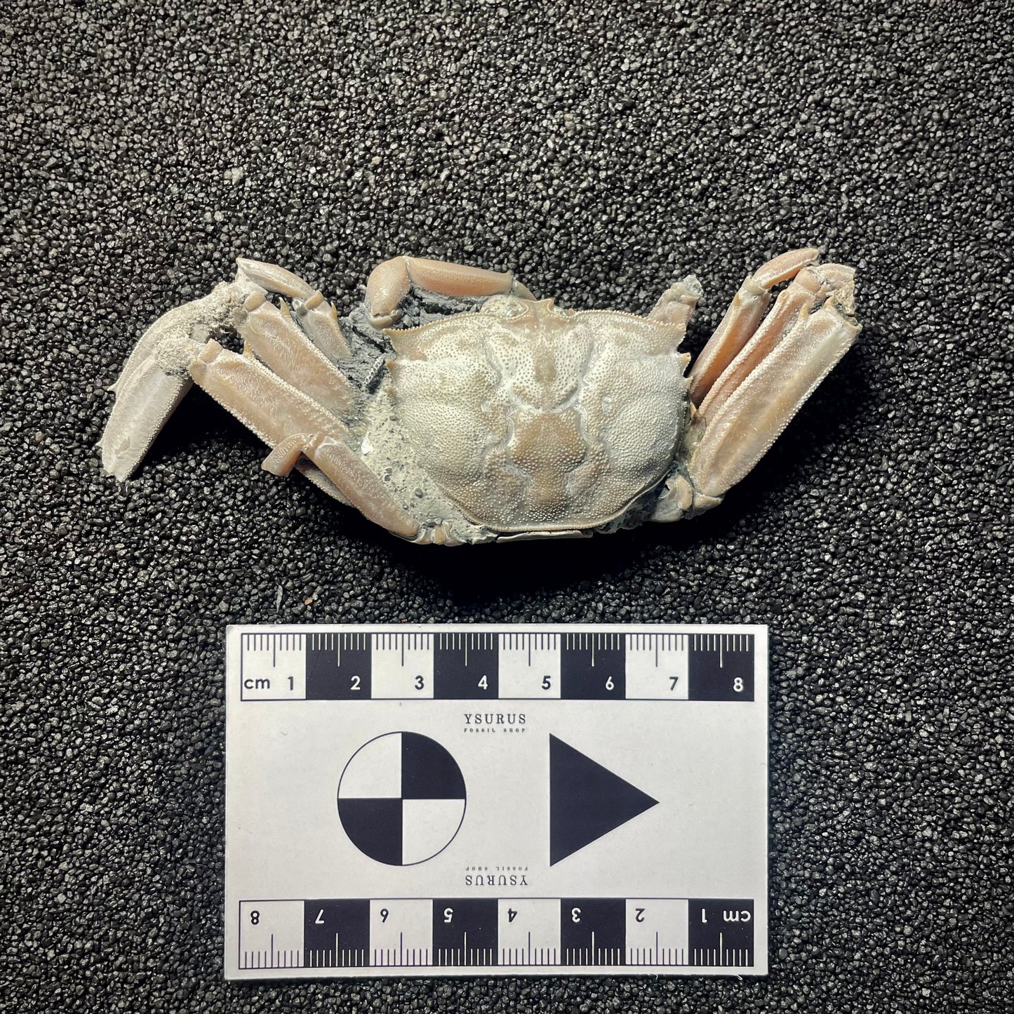 F2147 | Granchio | Macrophthalamus sp.