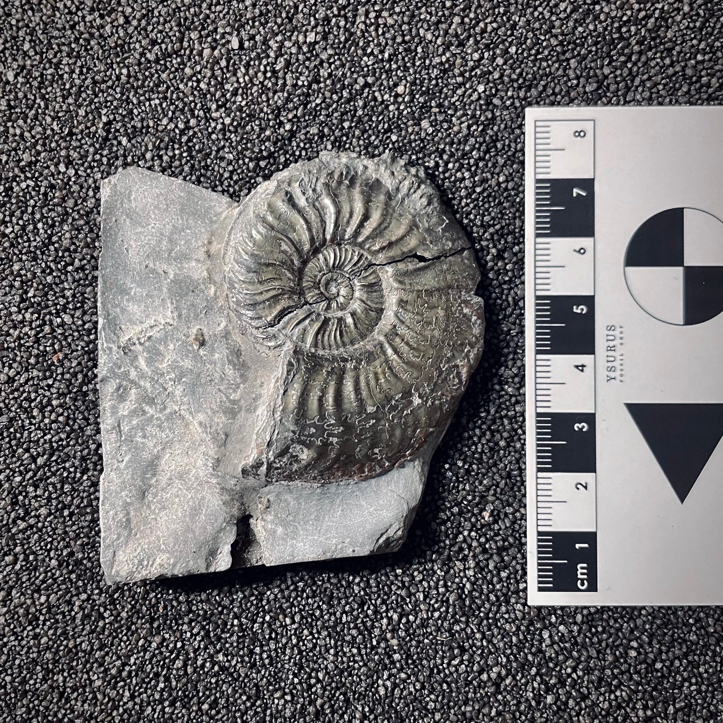 F2550 | Ammonite | Pleydellia sp.