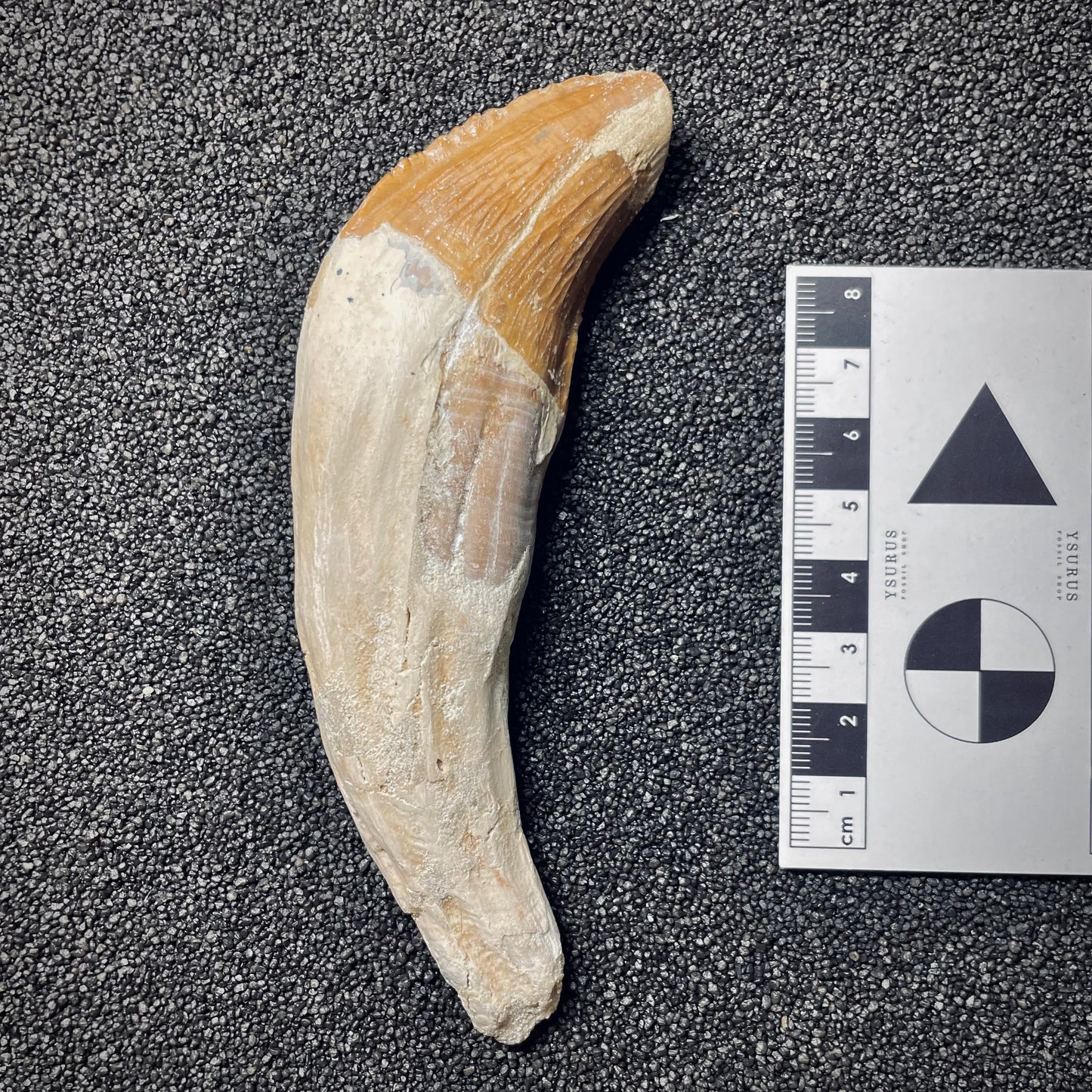 F1724 | Cetaceo | Basilosauridae indet.