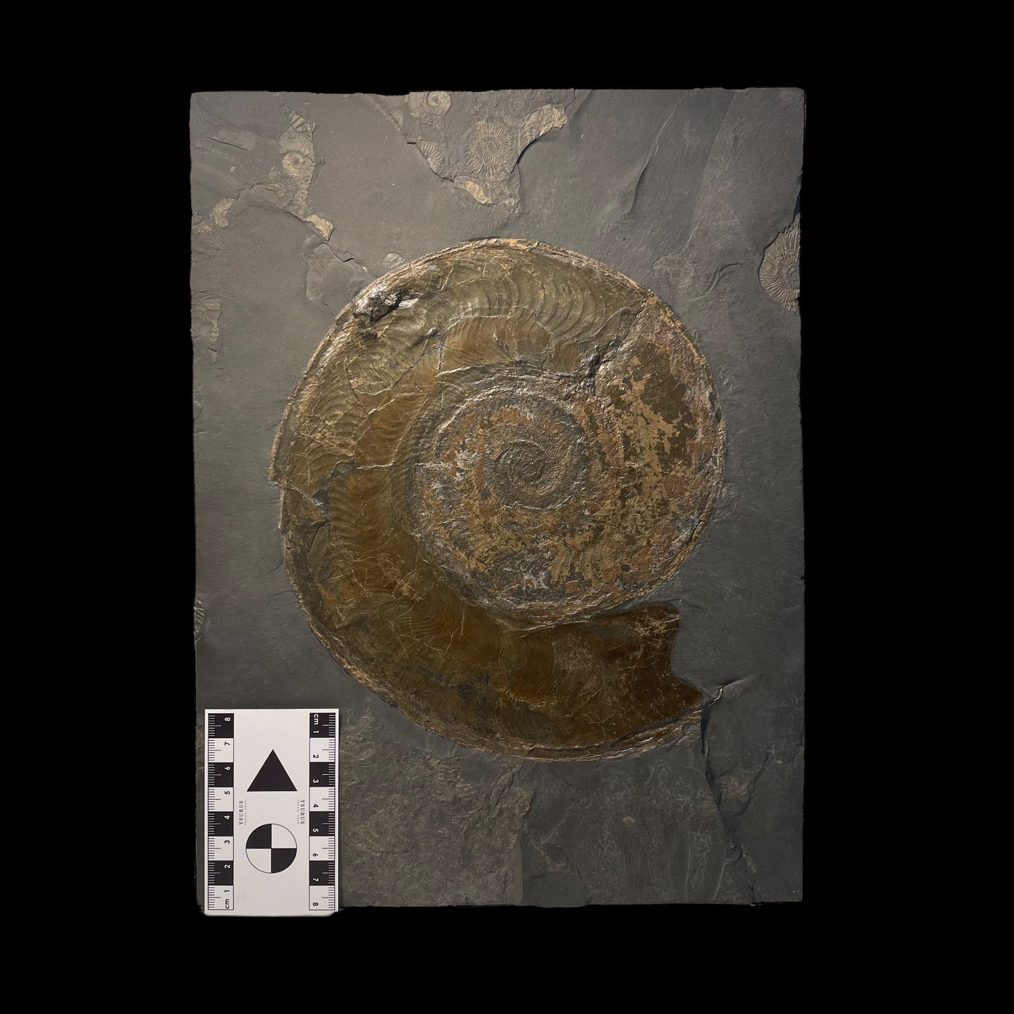 F1472 | Ammonite | Harpoceras falcifer