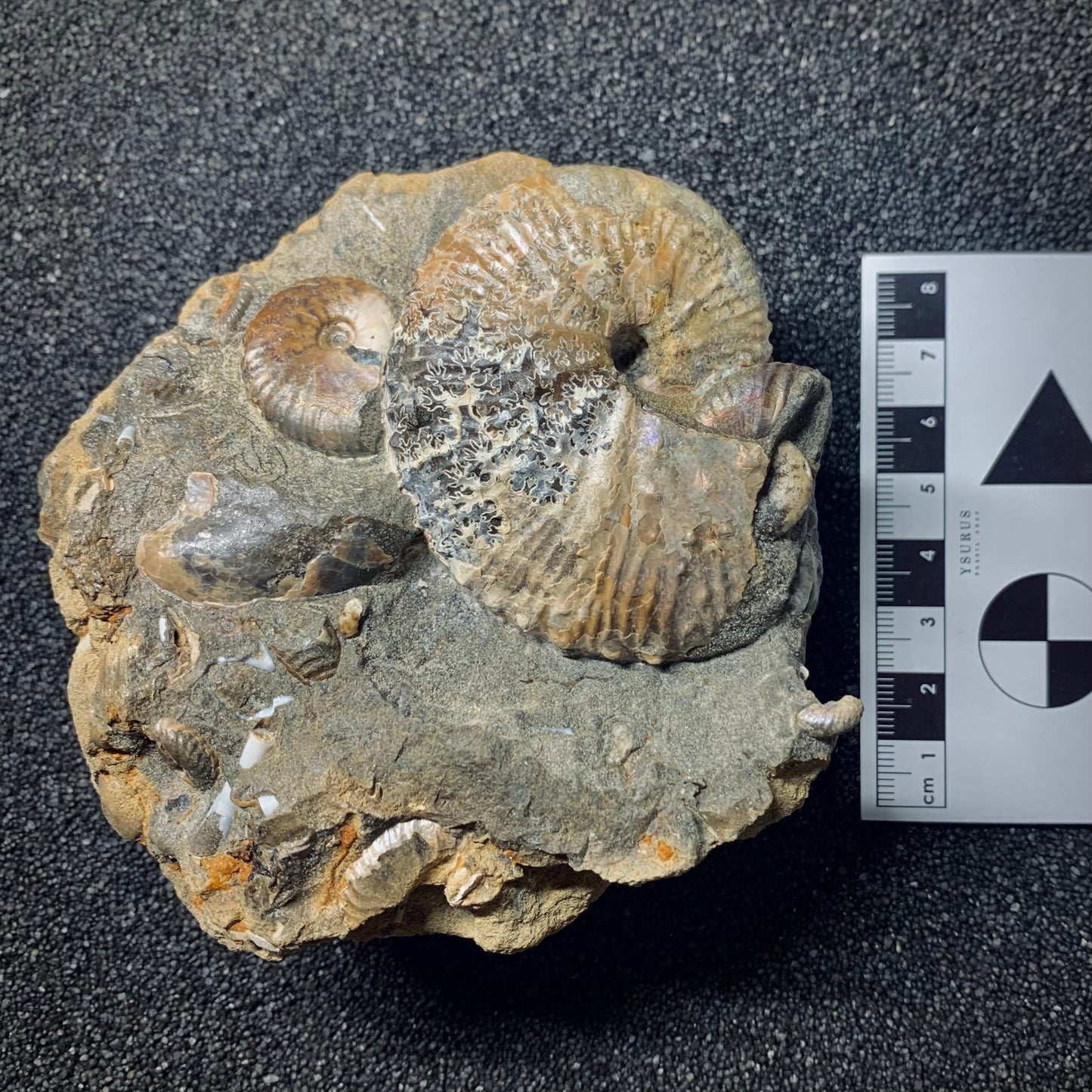 F565 | Ammonite | Hoploscaphites sp. & Jeletzkytes sp.