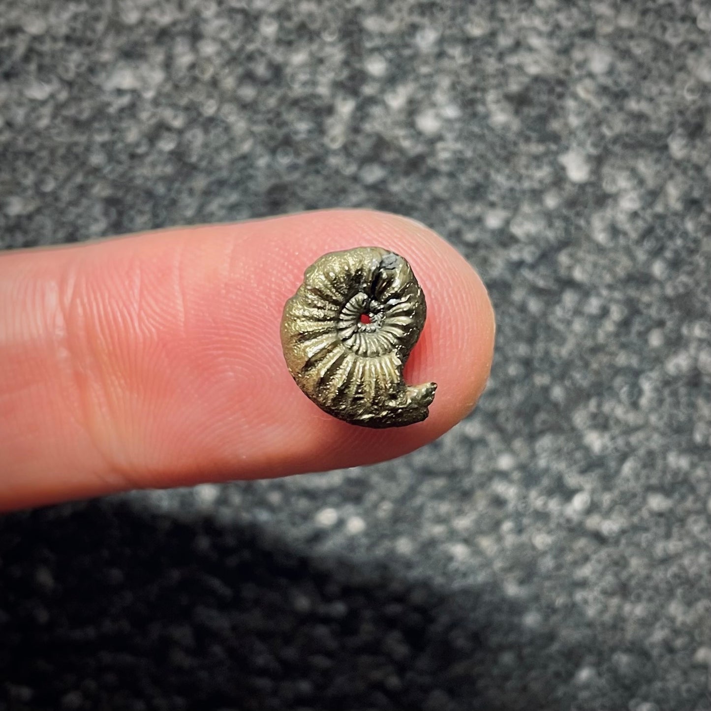 F1763 | Ammonite | Amaltheidae indet.