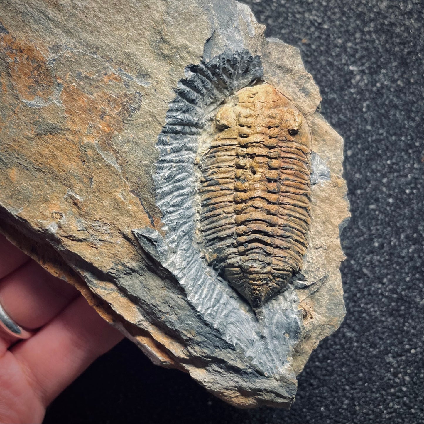 F1608 | Trilobite | Eodalmanitina macrophtalma