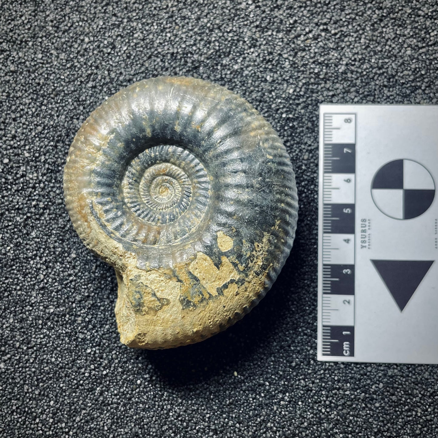 F1415 | Ammonite | Procerites imitator