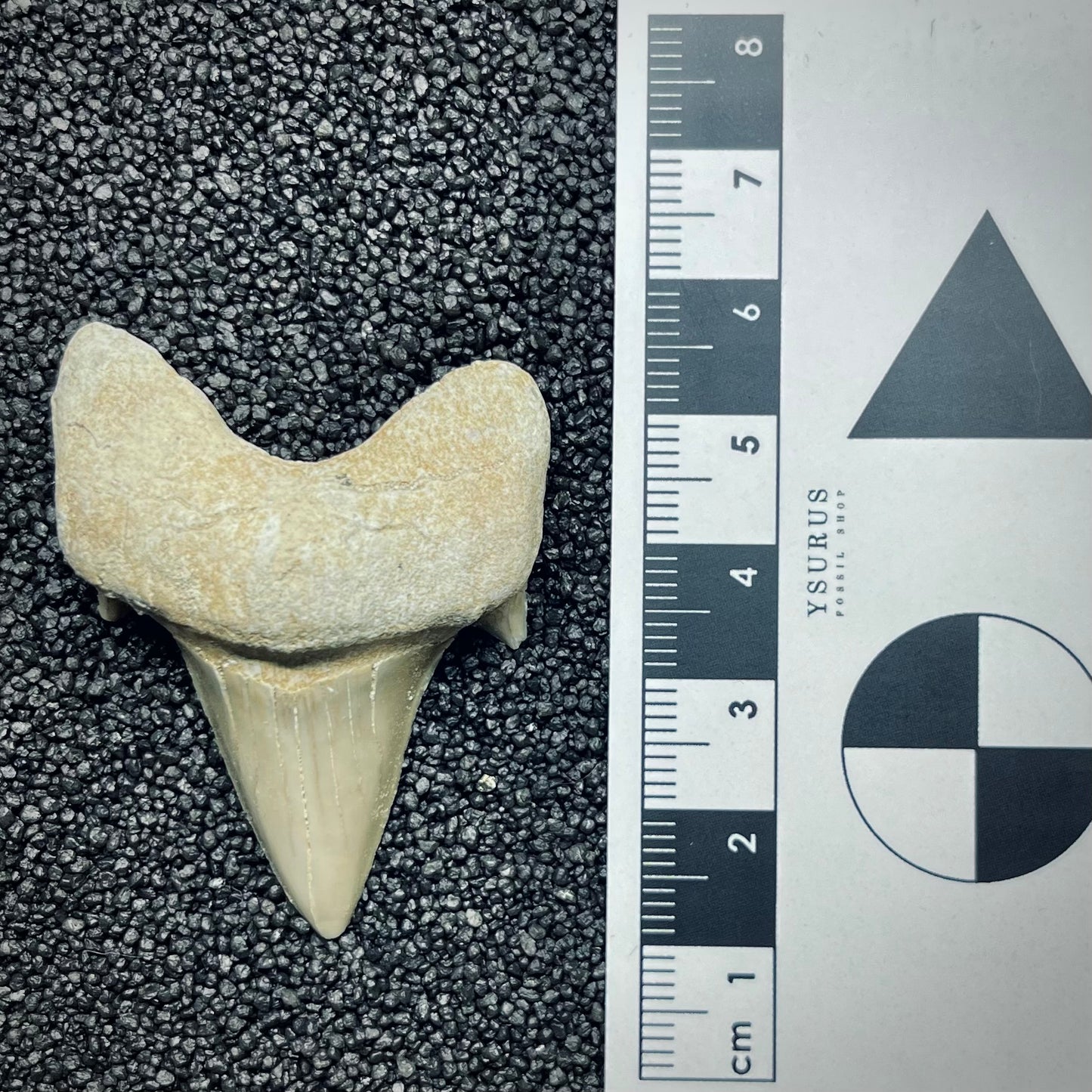F2760 | Squalo | Otodus obliquus