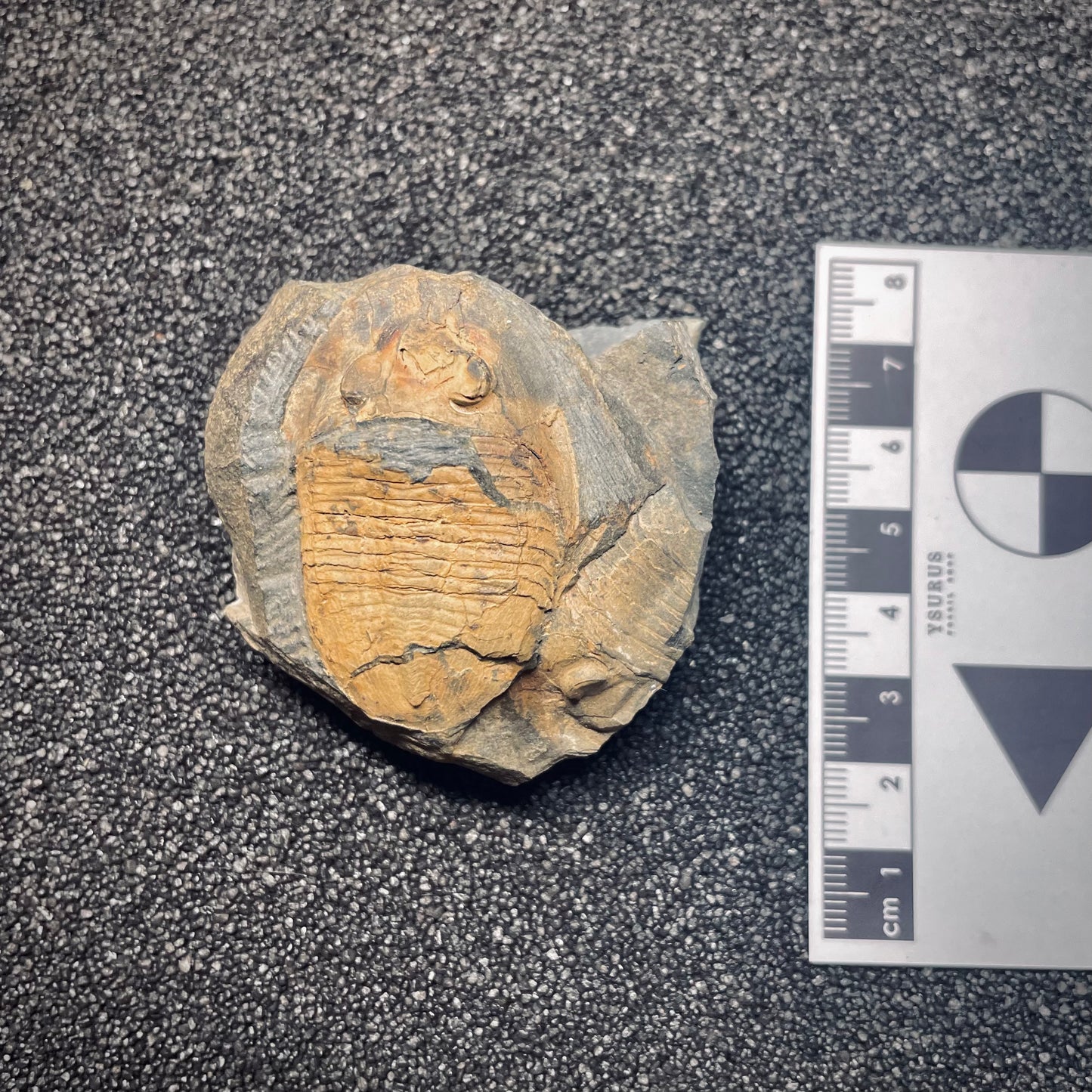 F1571 | Trilobite | Isabelinia glabrata