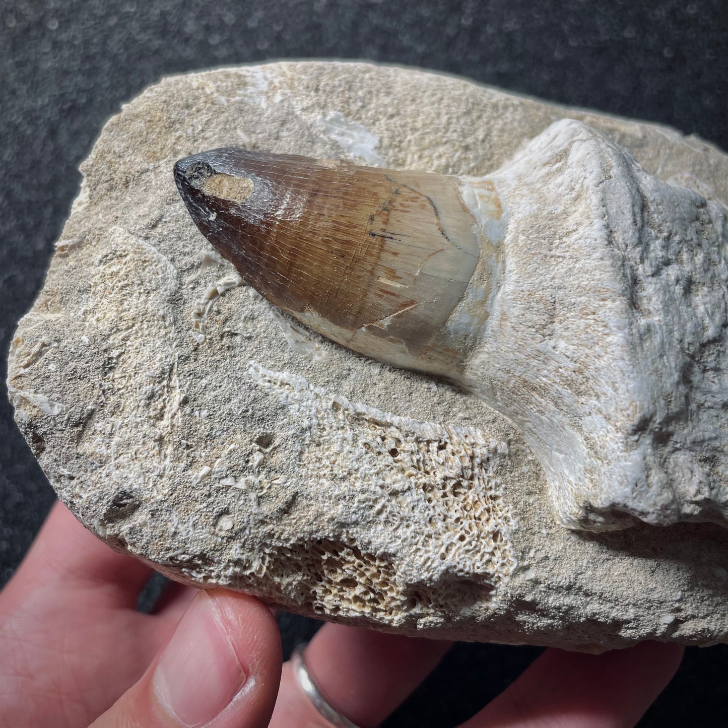 F1921 | RARO | Mosasauro | Prognathodon curii