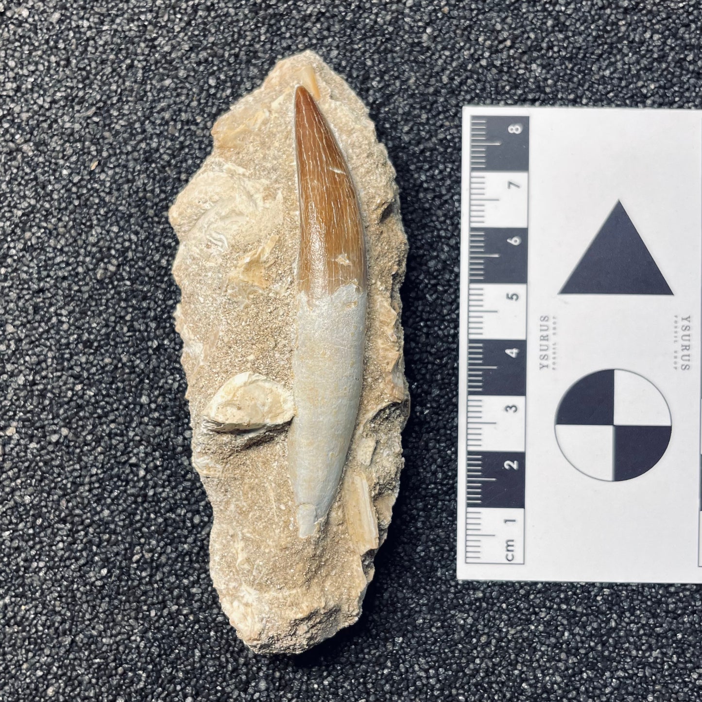 F1831 | RARO | Elasmosauro | Zarafasaura oceanis