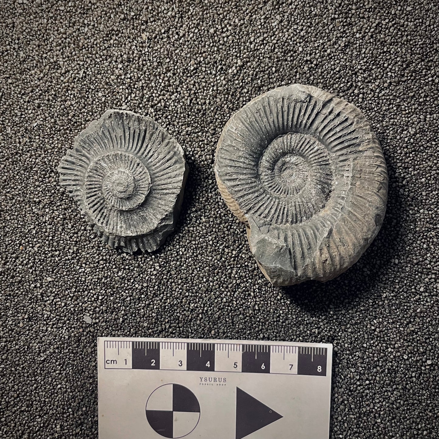 F2023 | Ammonite | Perisphinctidae indet.