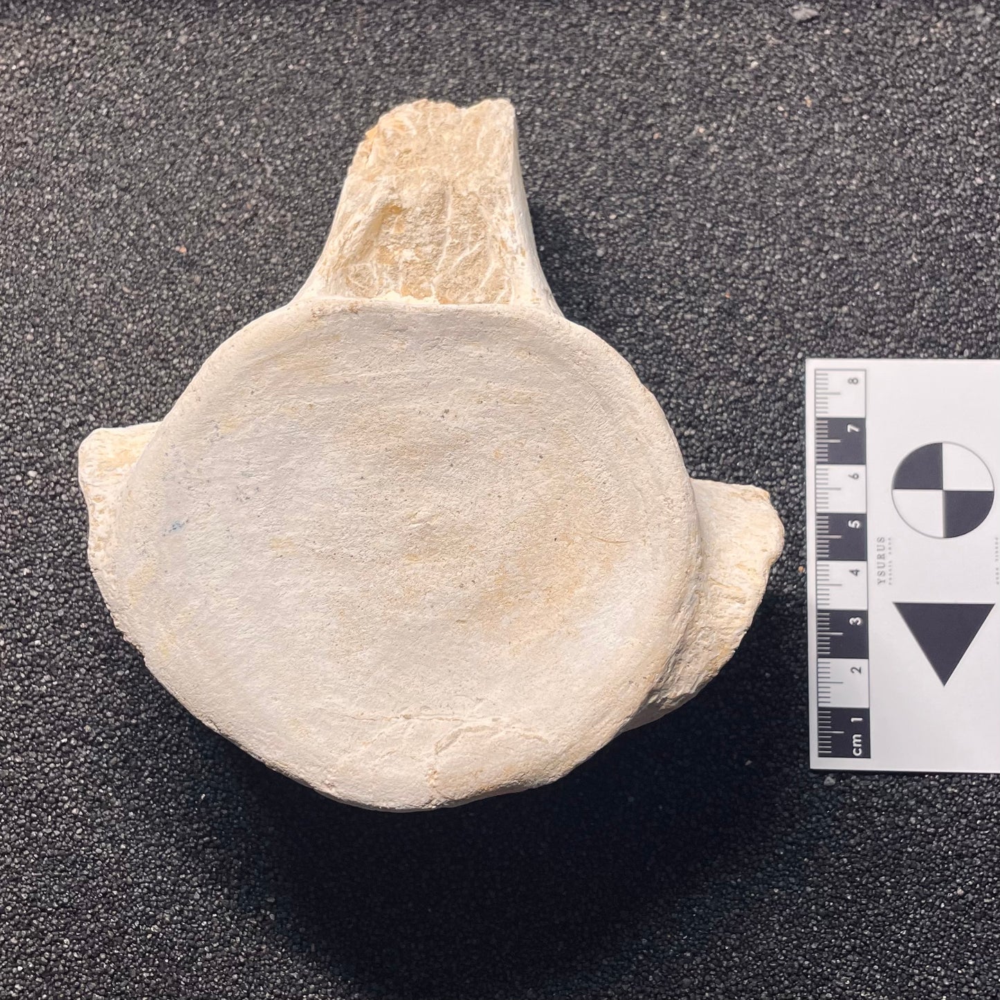 F2123 | Mosasauro | Mosasauridae indet.