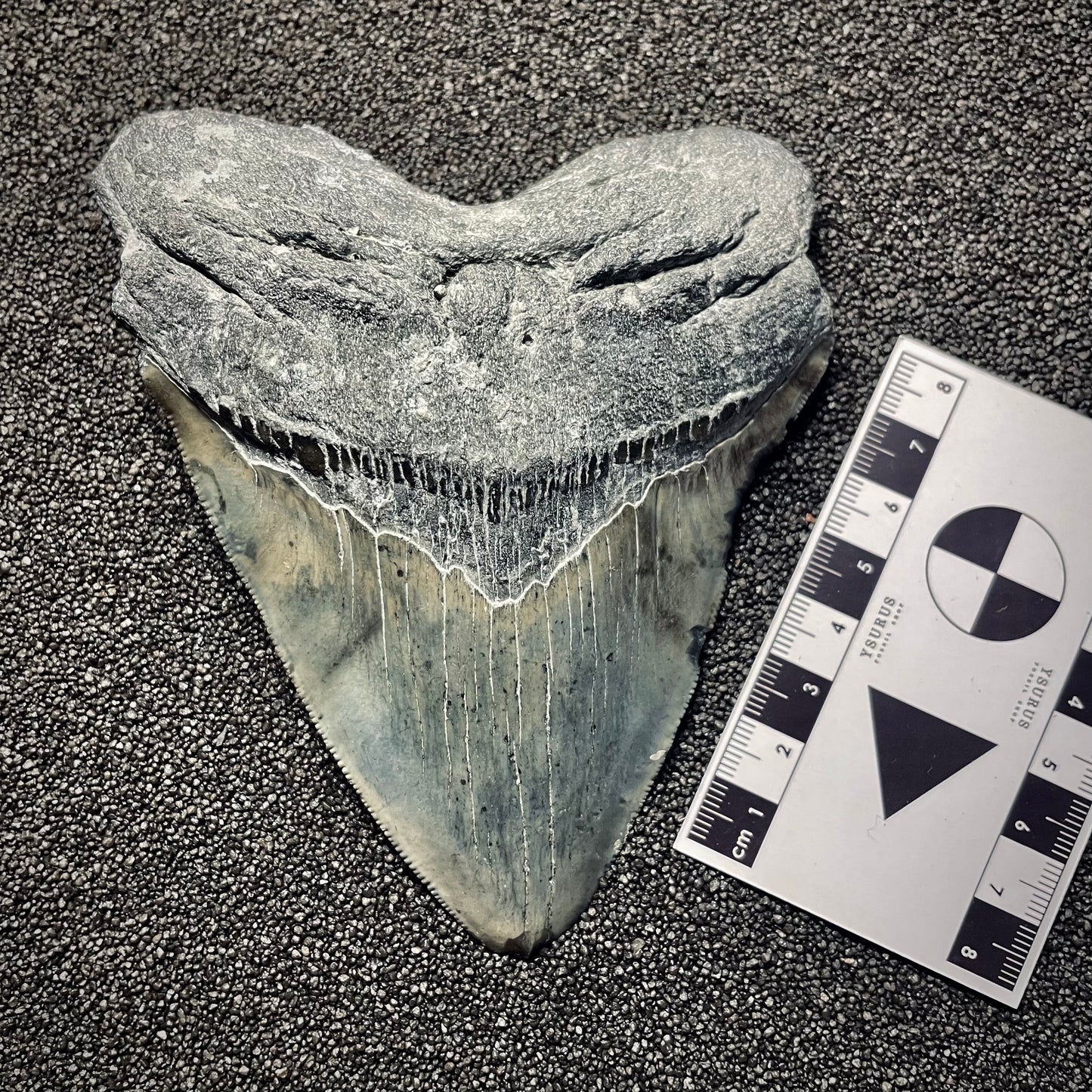 F2133 | Squalo | Otodus megalodon