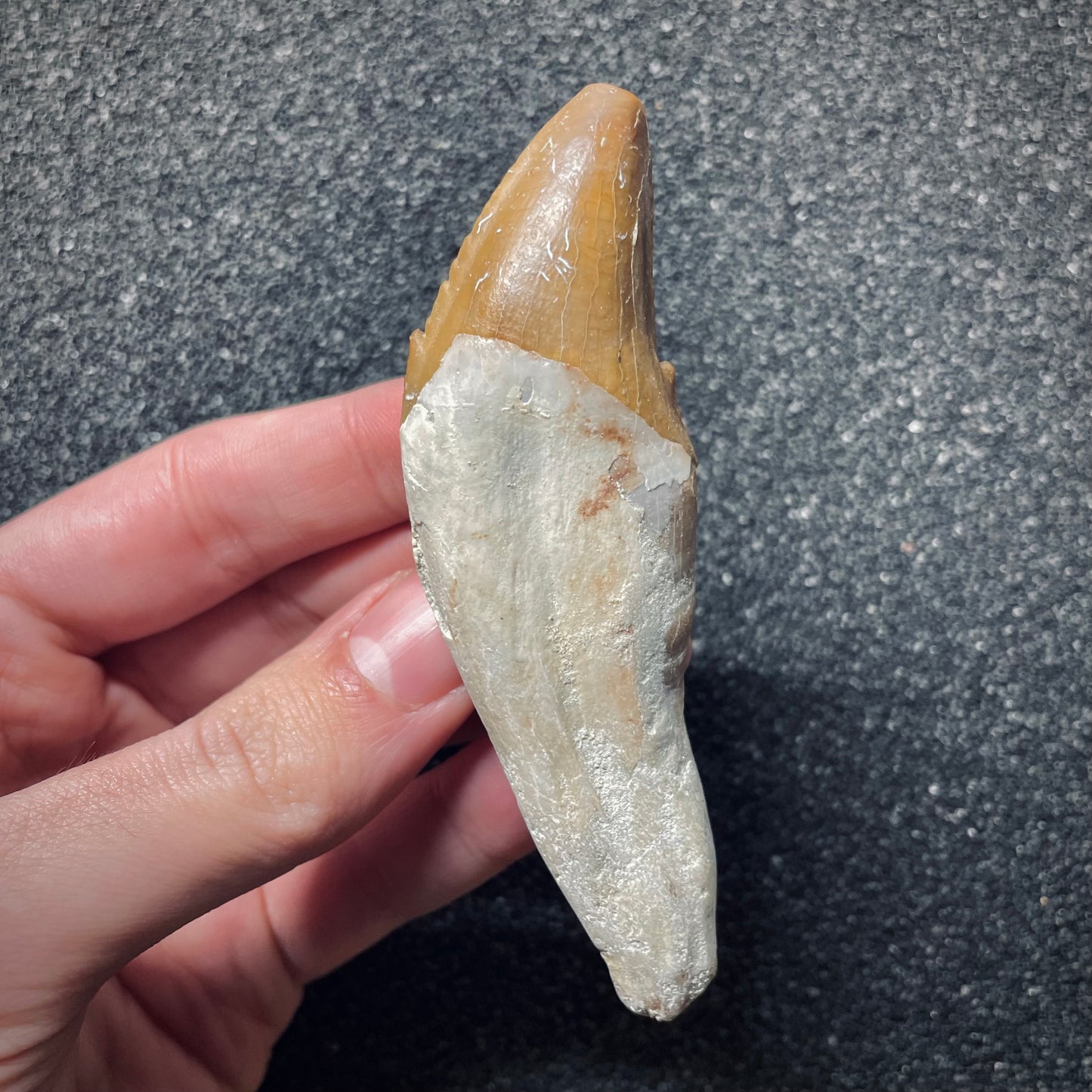 F1723 | Cetaceo | Basilosauridae indet.