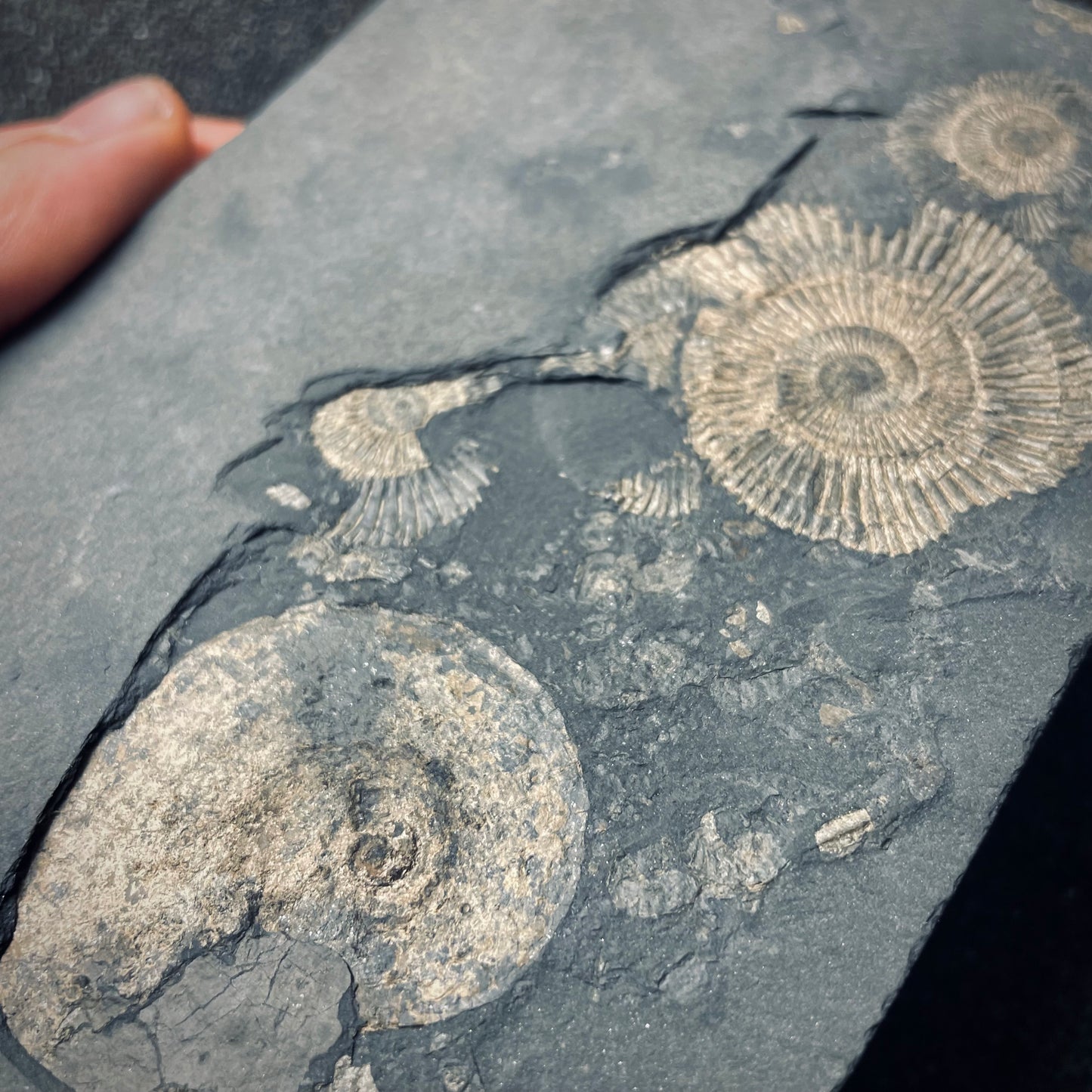 FNP20 | Fossile da preparare | Ammonite | Dactylioceras commune & Harpoceras falcifer